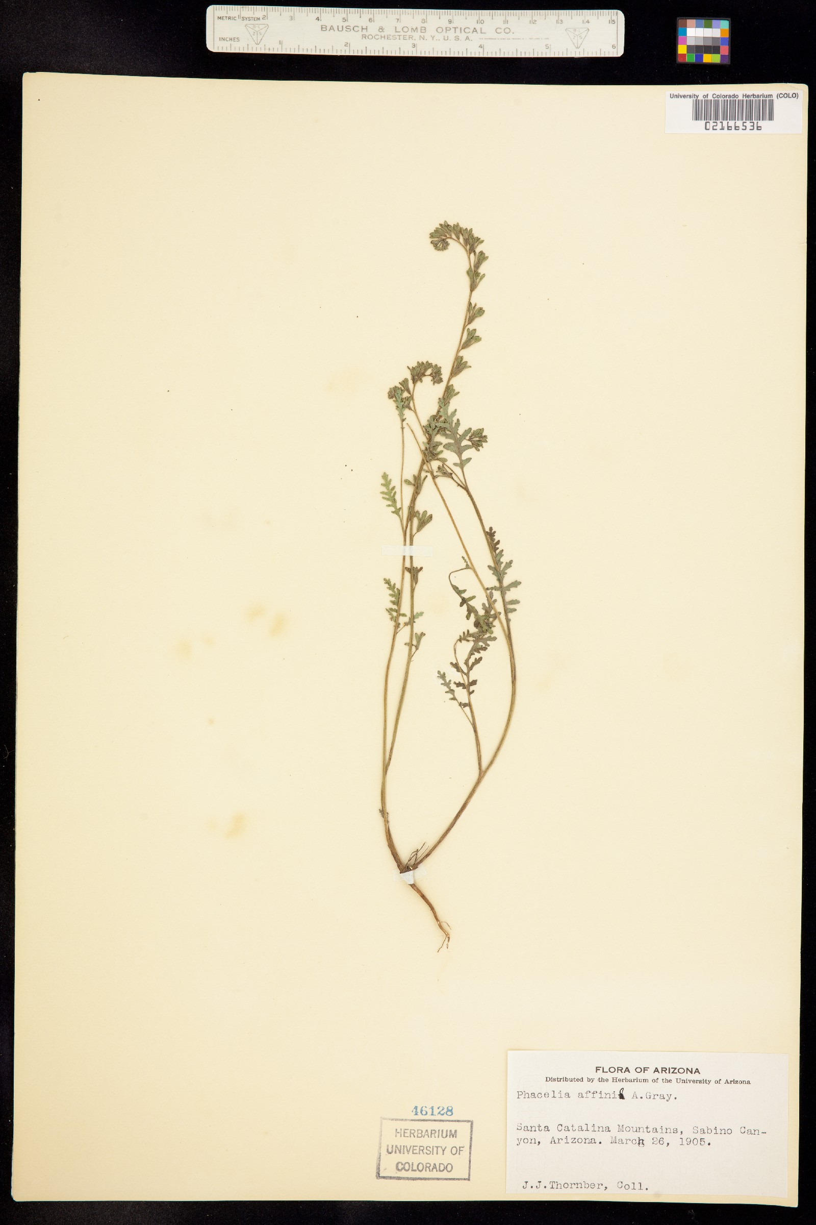 Phacelia affinis image