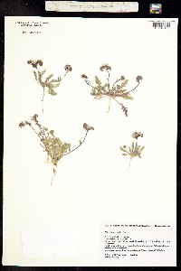 Image of Phacelia arizonica