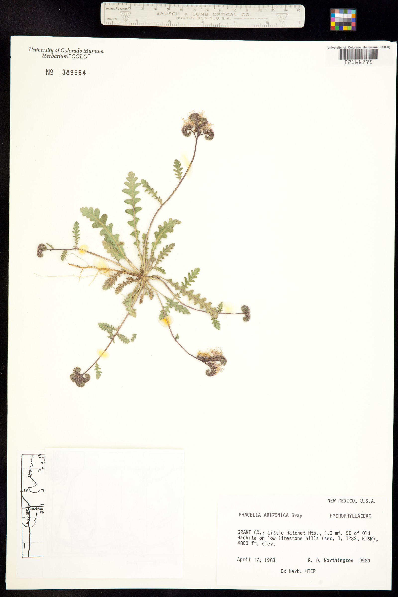 Phacelia arizonica image