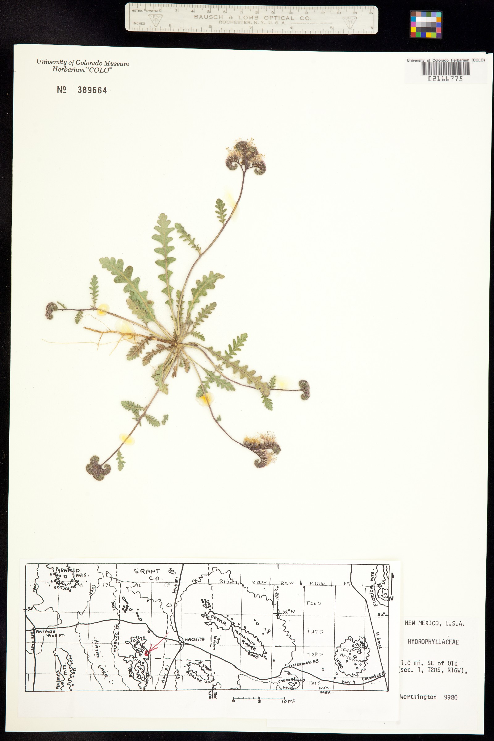 Phacelia arizonica image