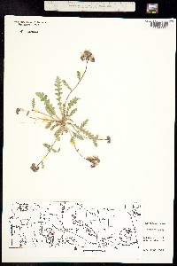 Phacelia arizonica image