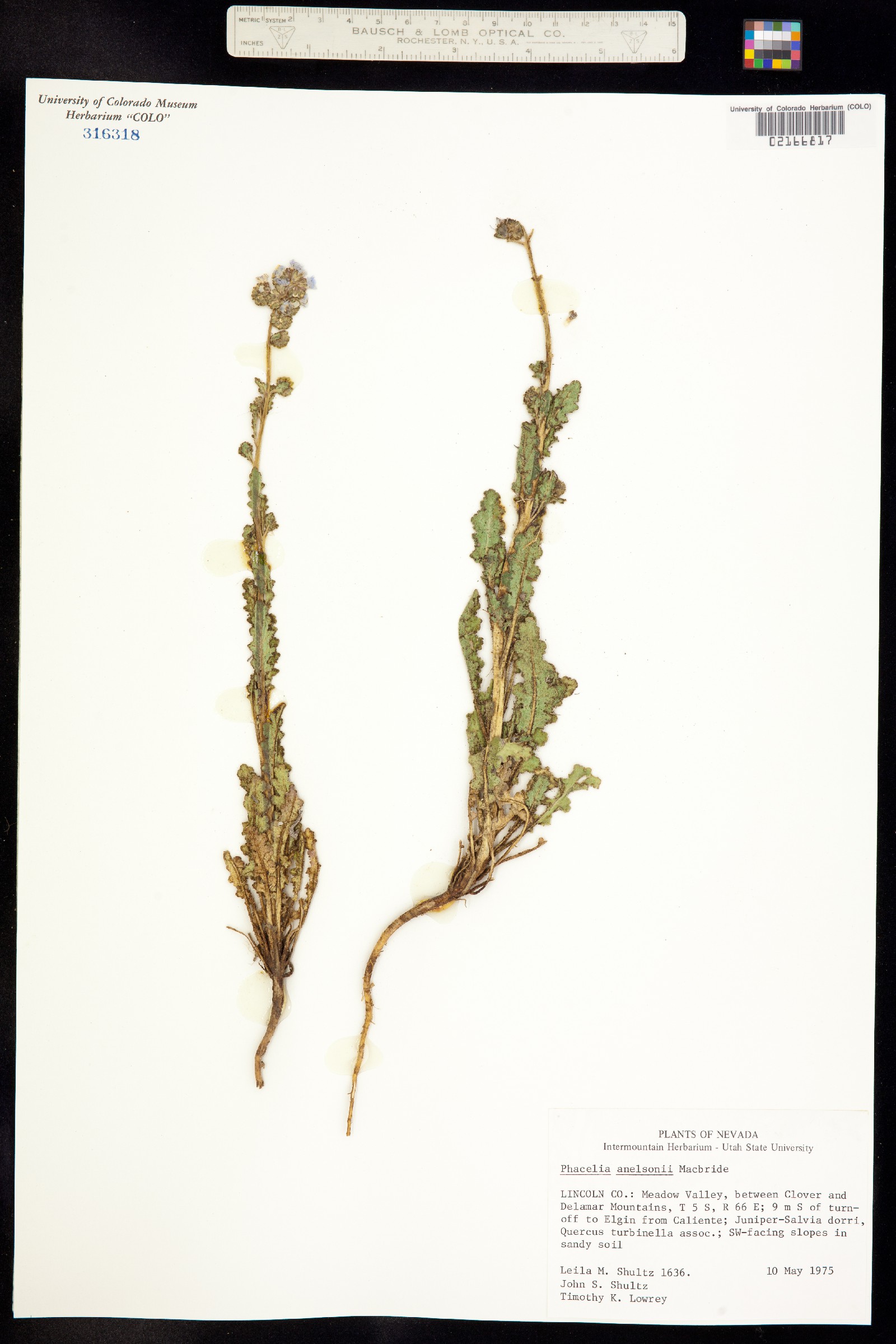 Phacelia anelsonii image