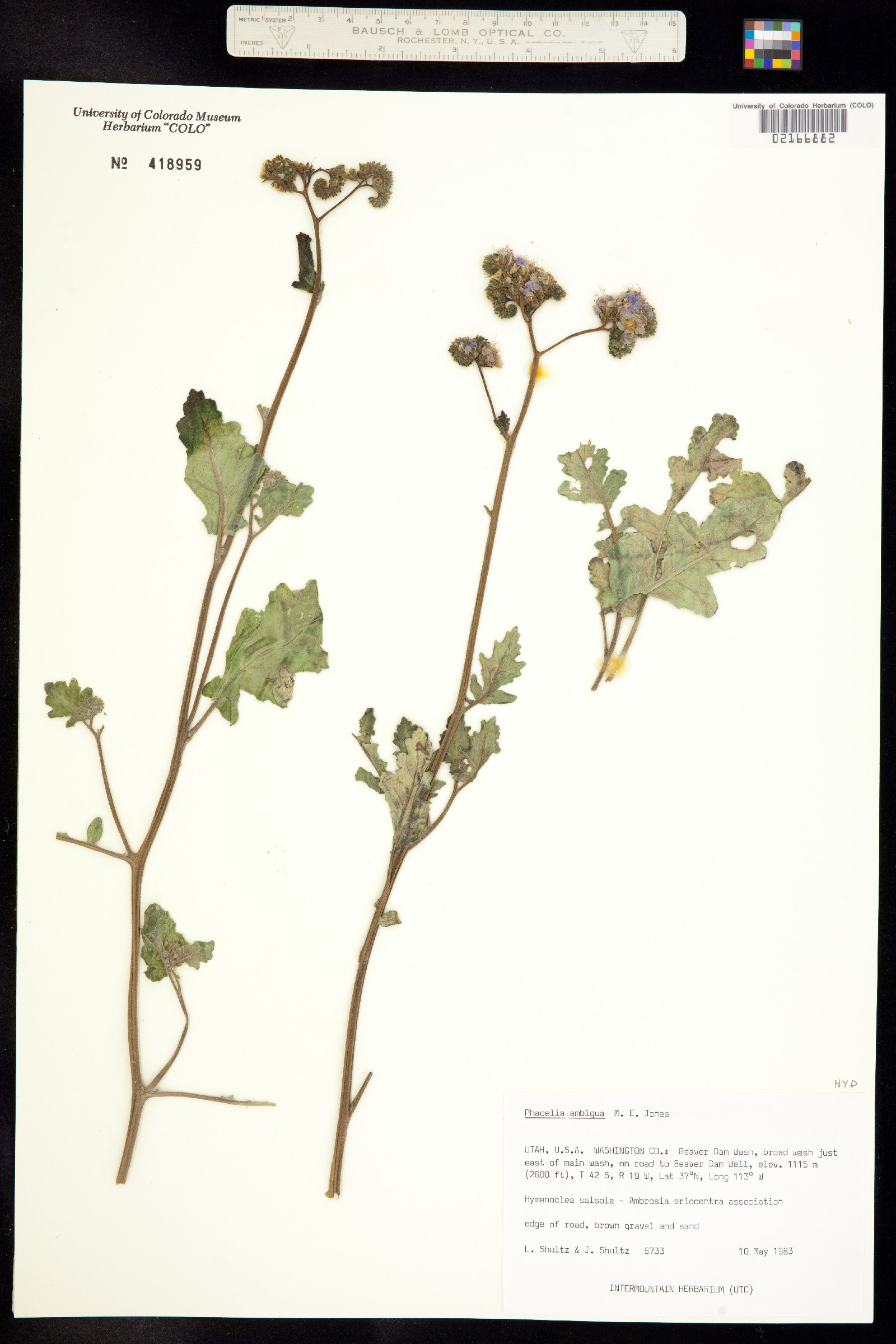 Phacelia crenulata var. ambigua image