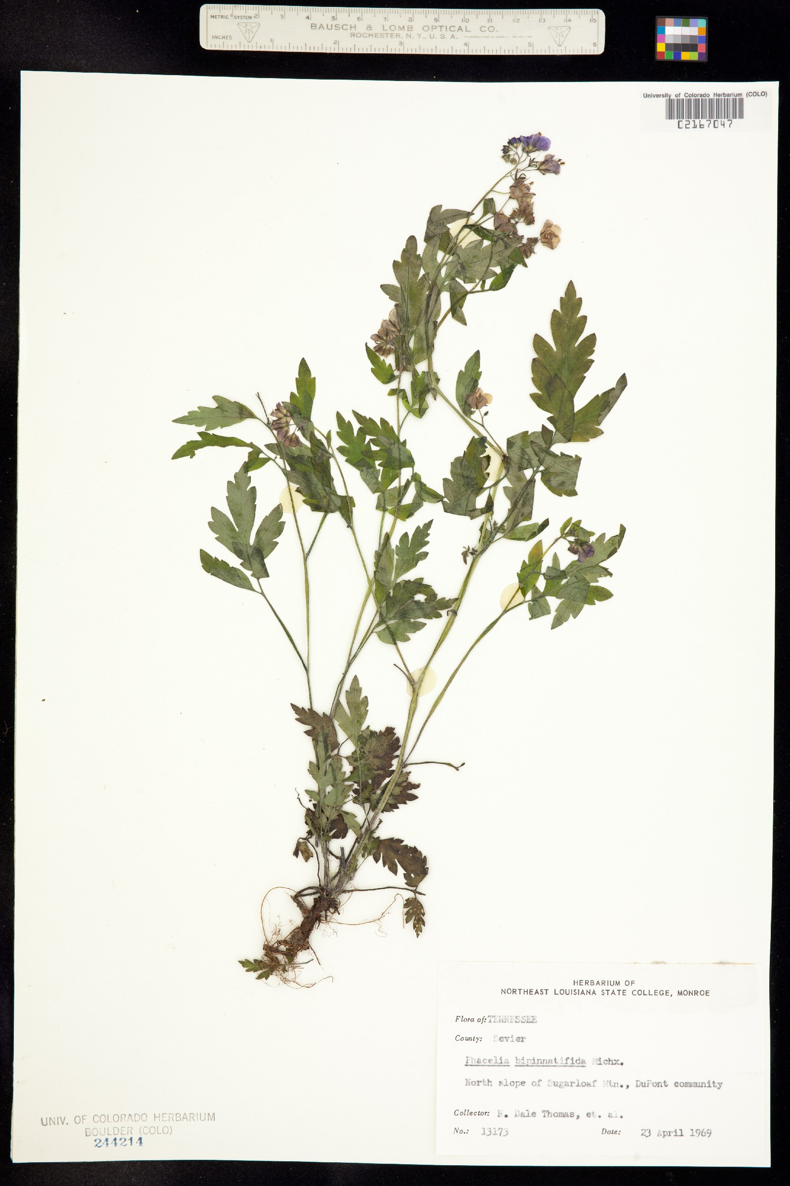 Phacelia bipinnatifida image