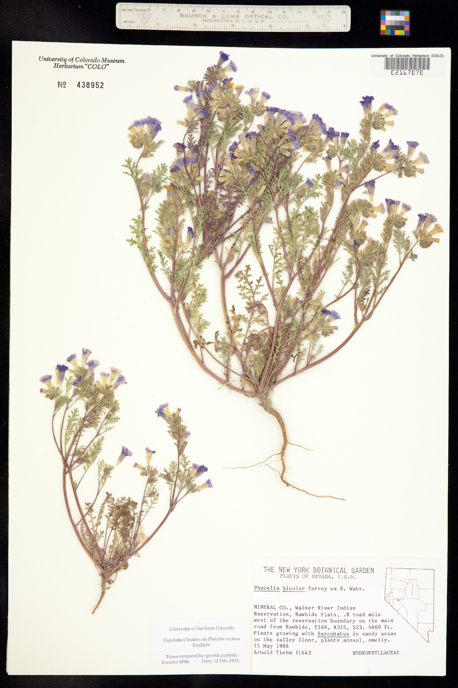 Phacelia bicolor image