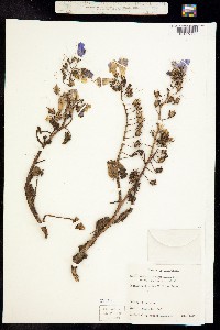 Image of Phacelia campanularia