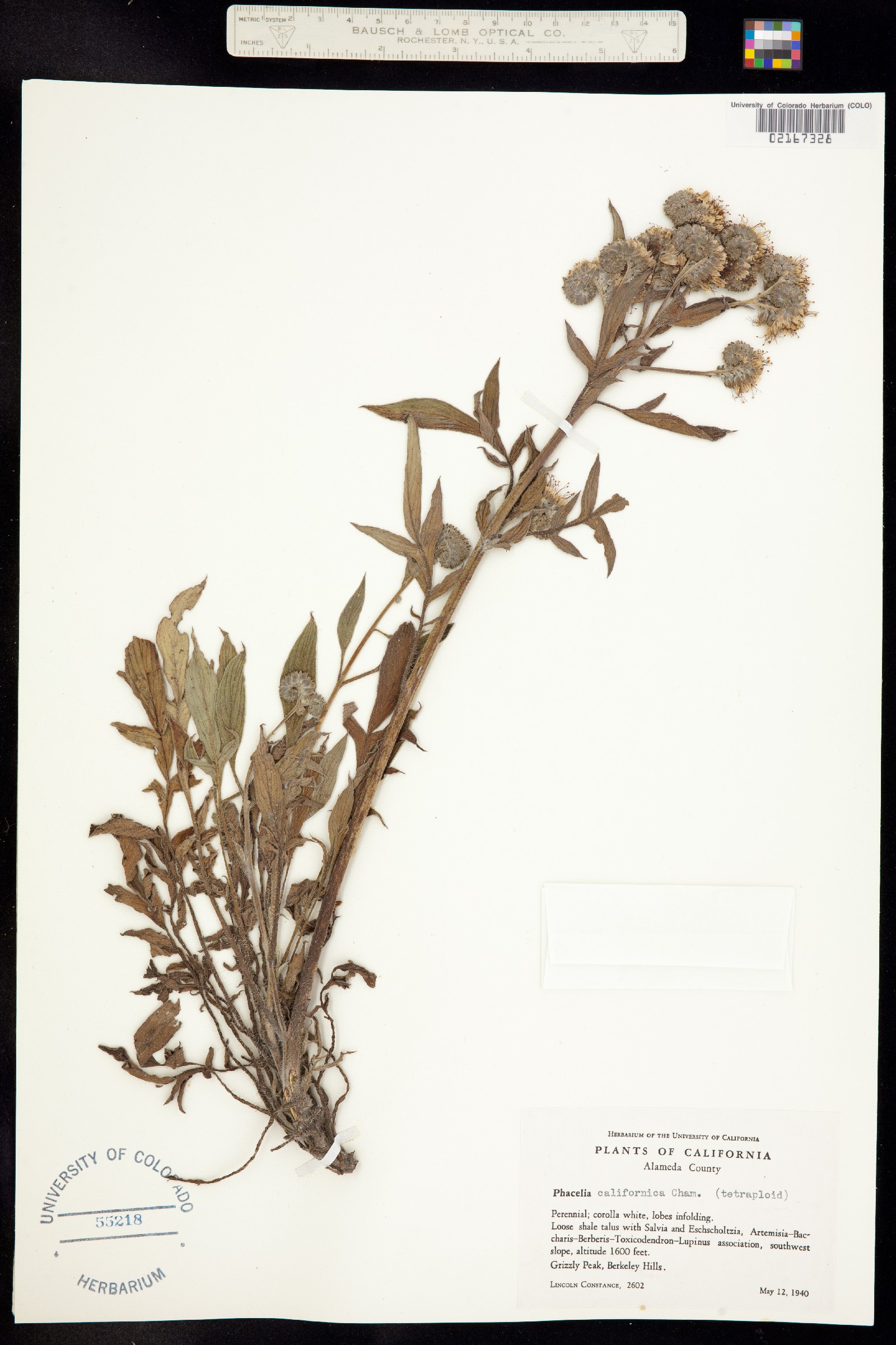Phacelia californica image