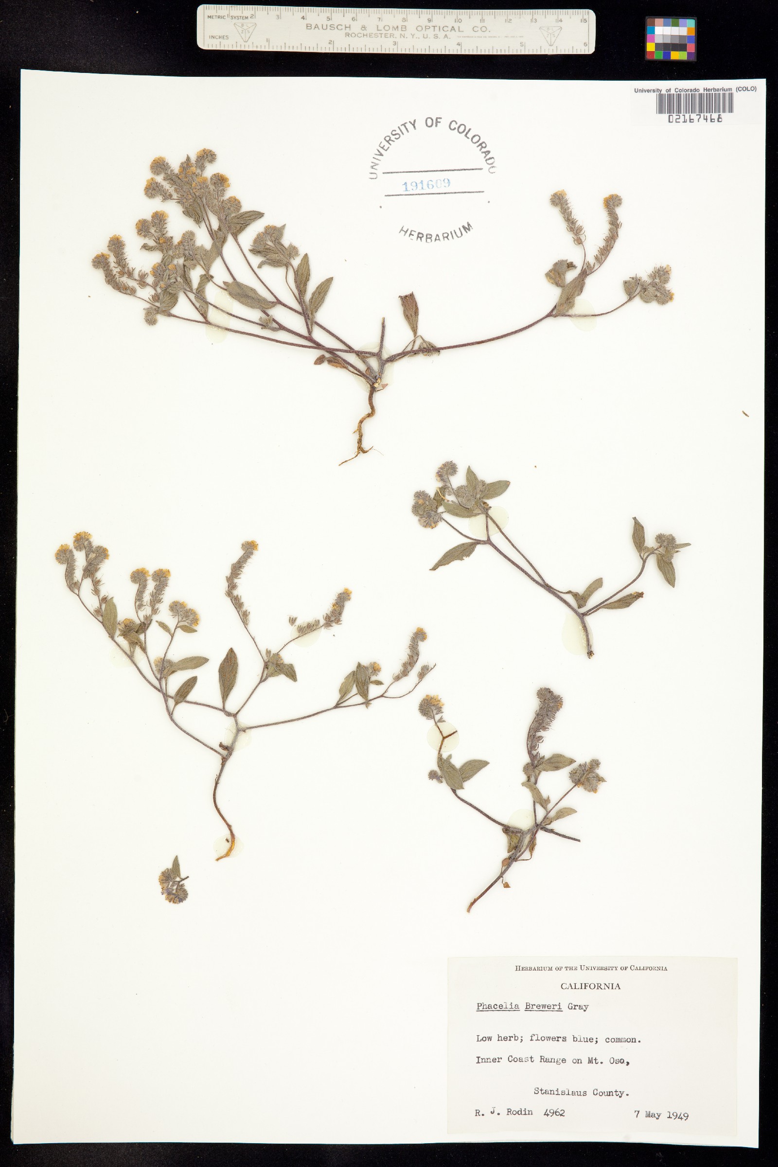 Phacelia breweri image