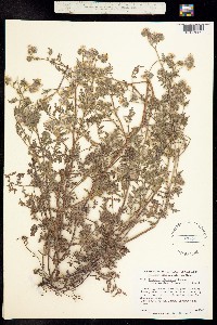 Image of Phacelia cicutaria
