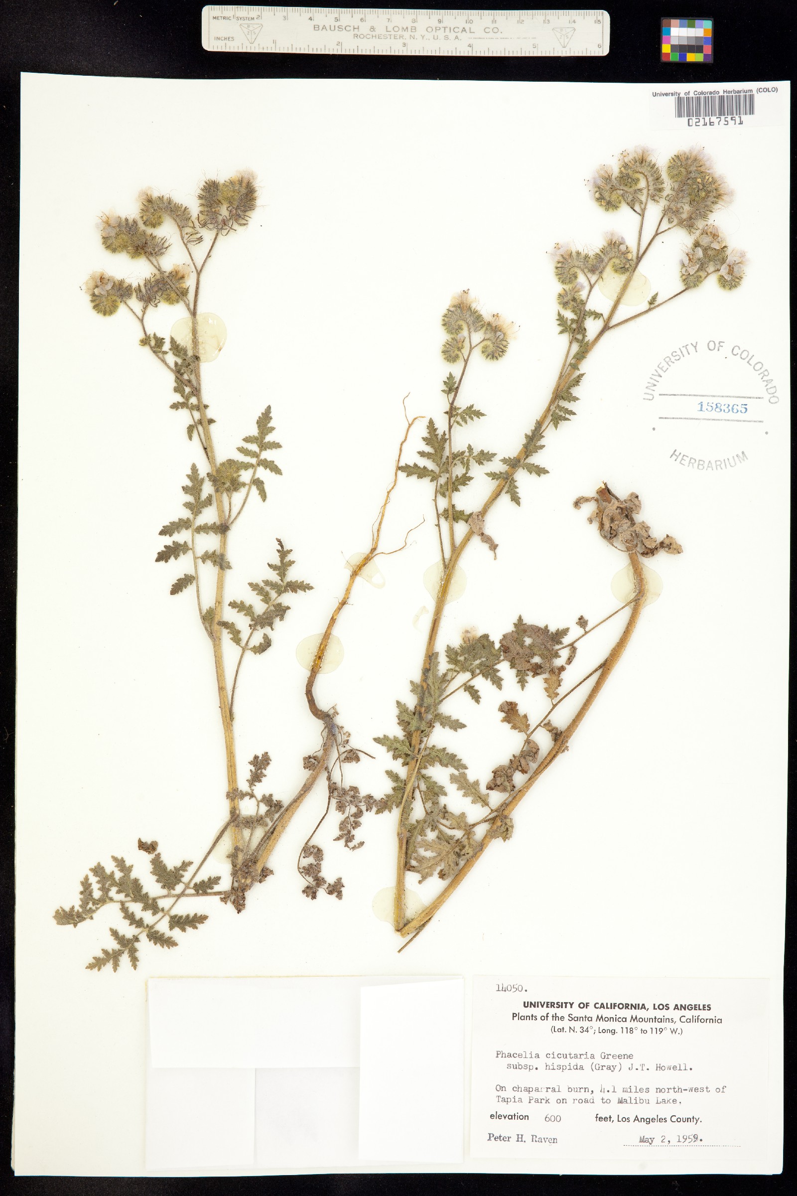 Phacelia cicutaria image