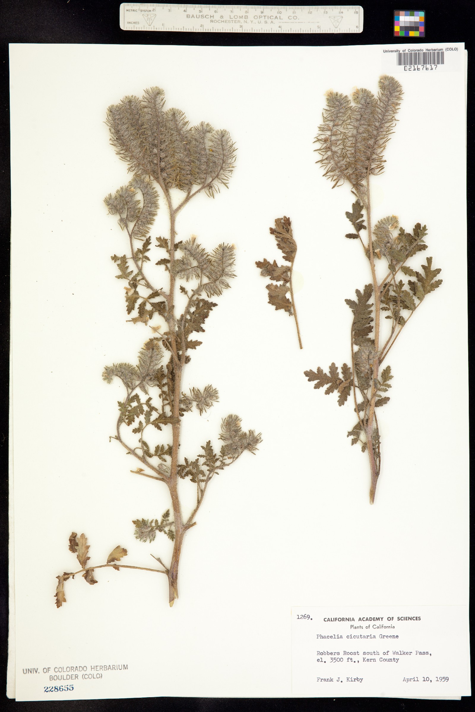 Phacelia cicutaria image