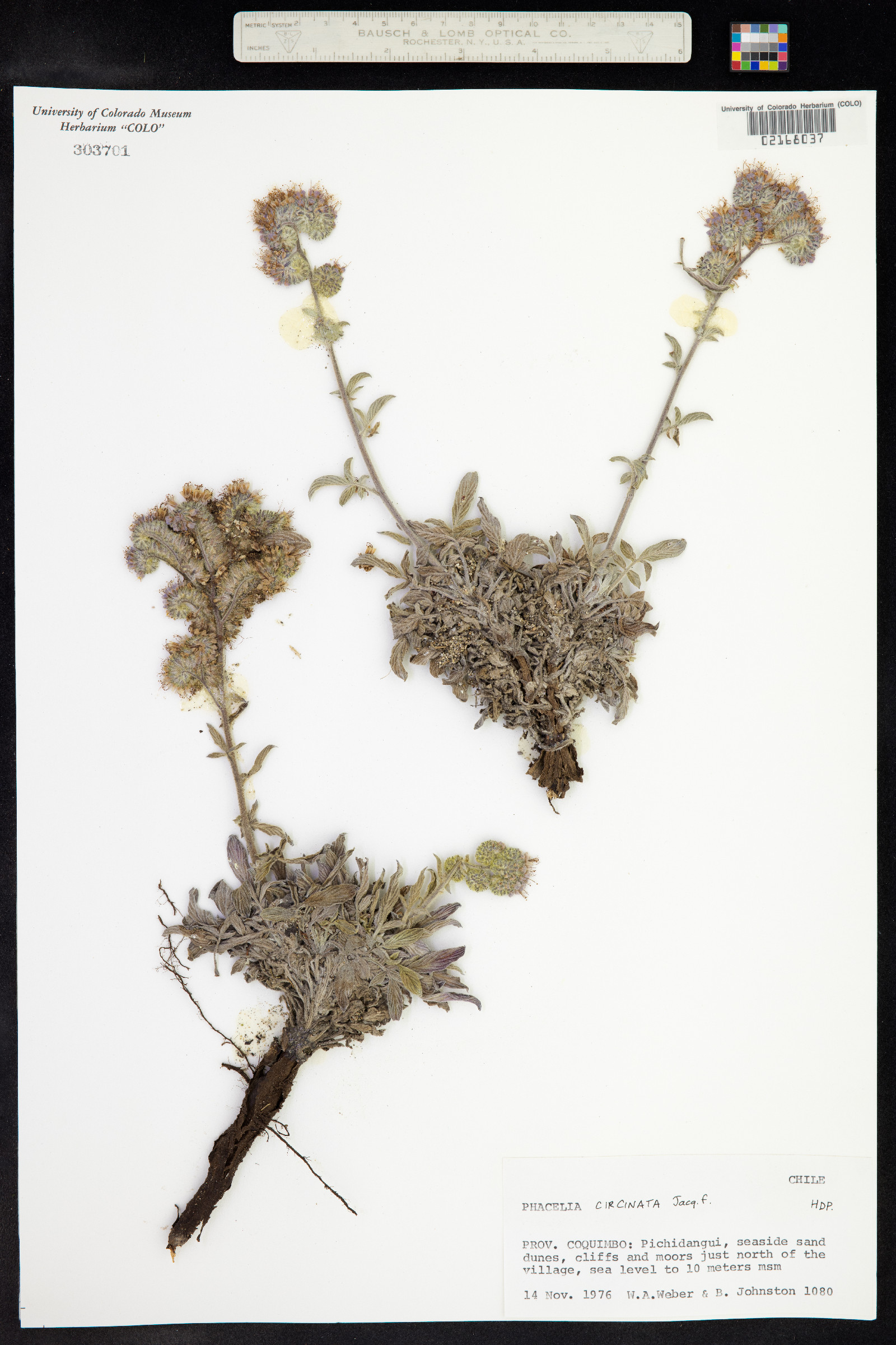 Phacelia secunda image
