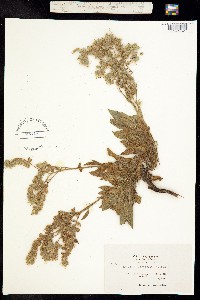 Image of Phacelia corymbosa