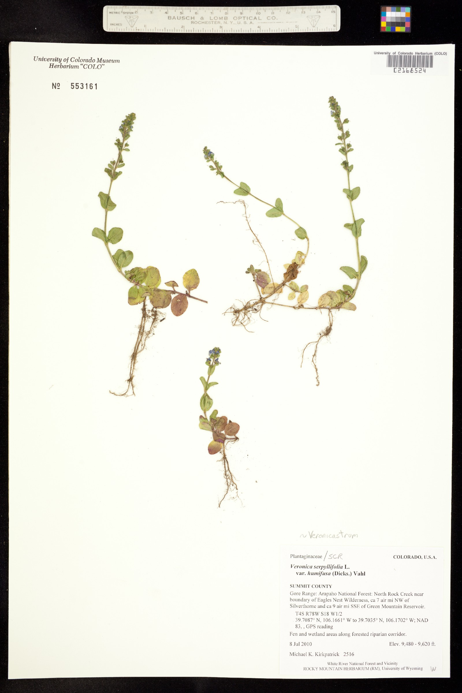 Veronica serpyllifolia image