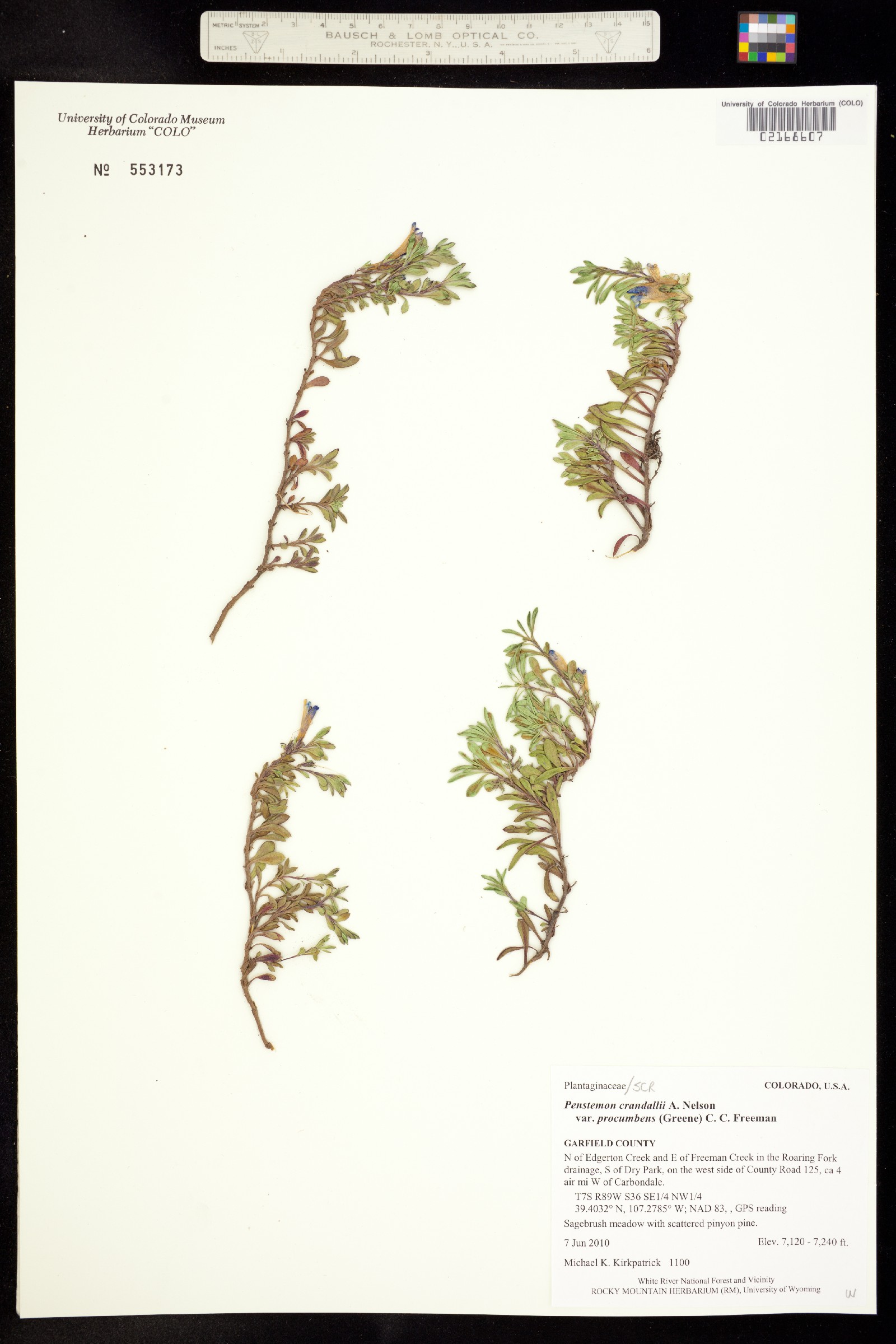 Penstemon crandallii ssp. procumbens image
