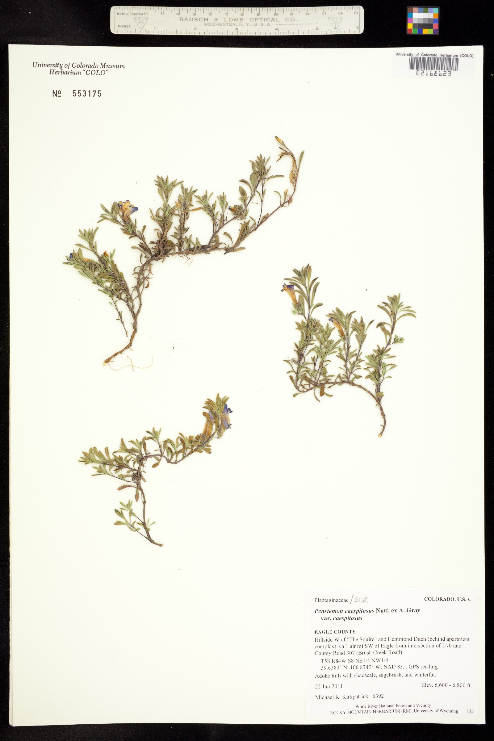 Penstemon caespitosus var. caespitosus image