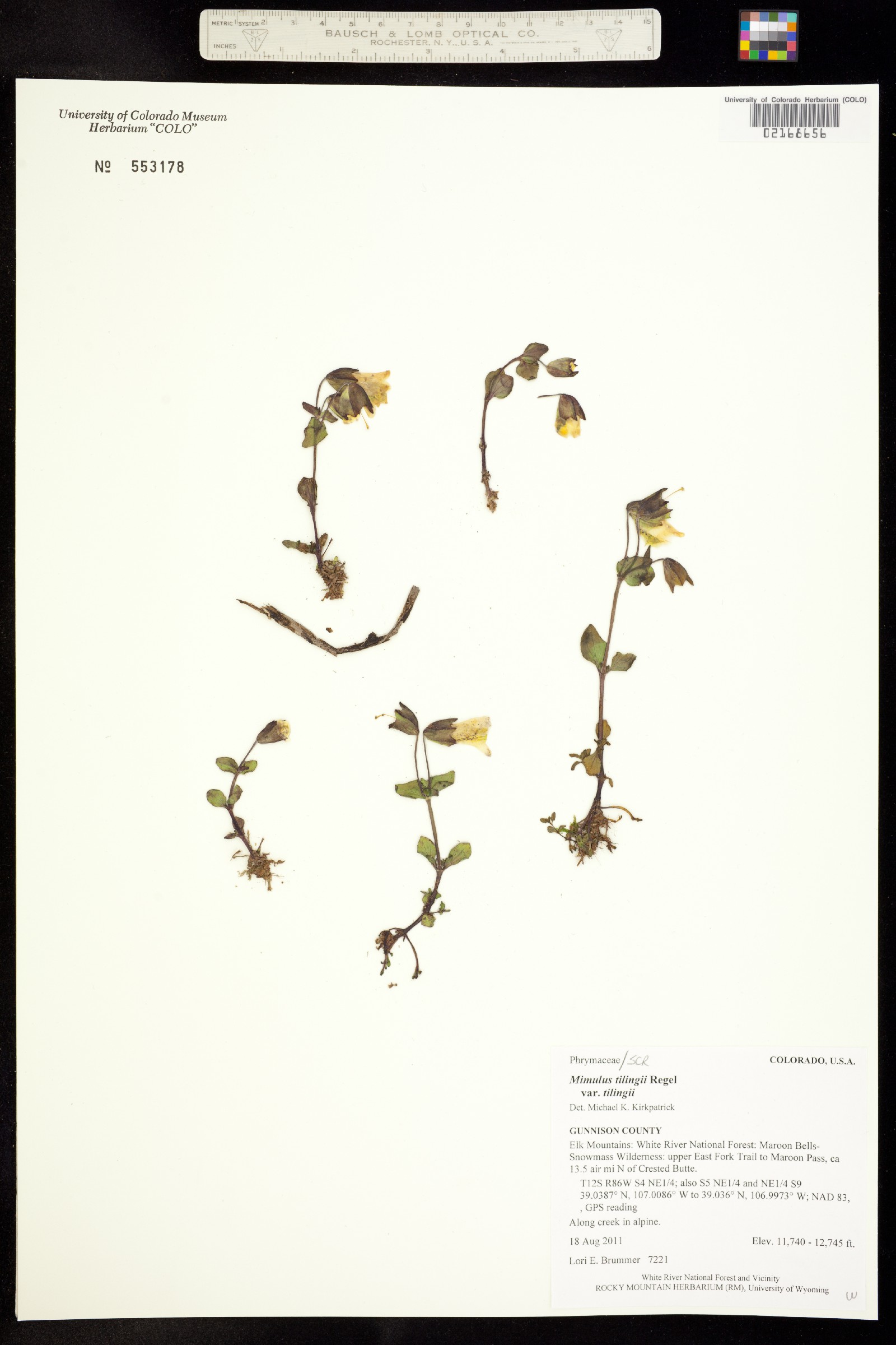 Mimulus tilingii var. tilingii image