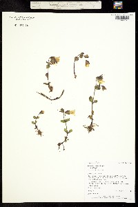 Mimulus tilingii image