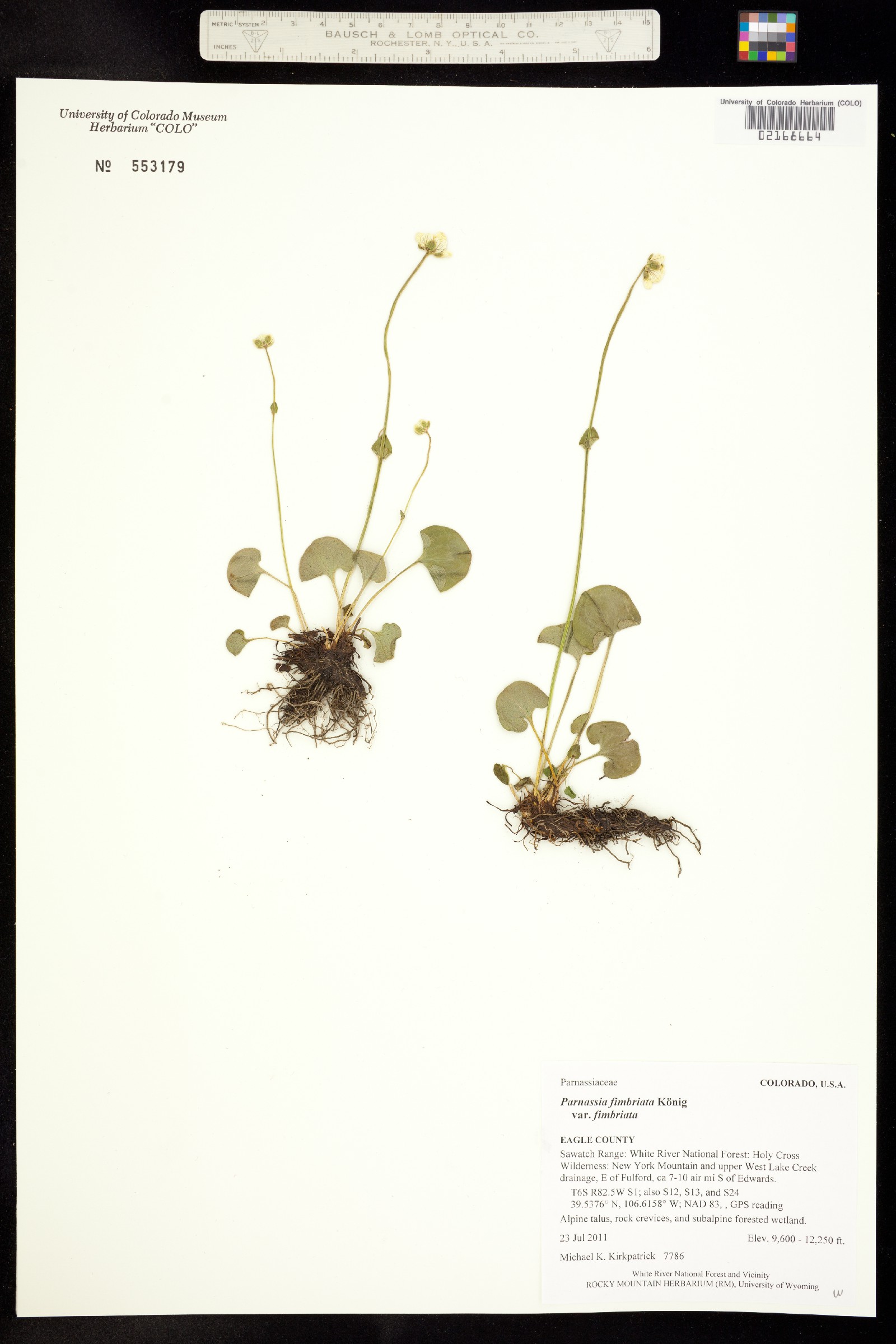 Parnassia fimbriata image
