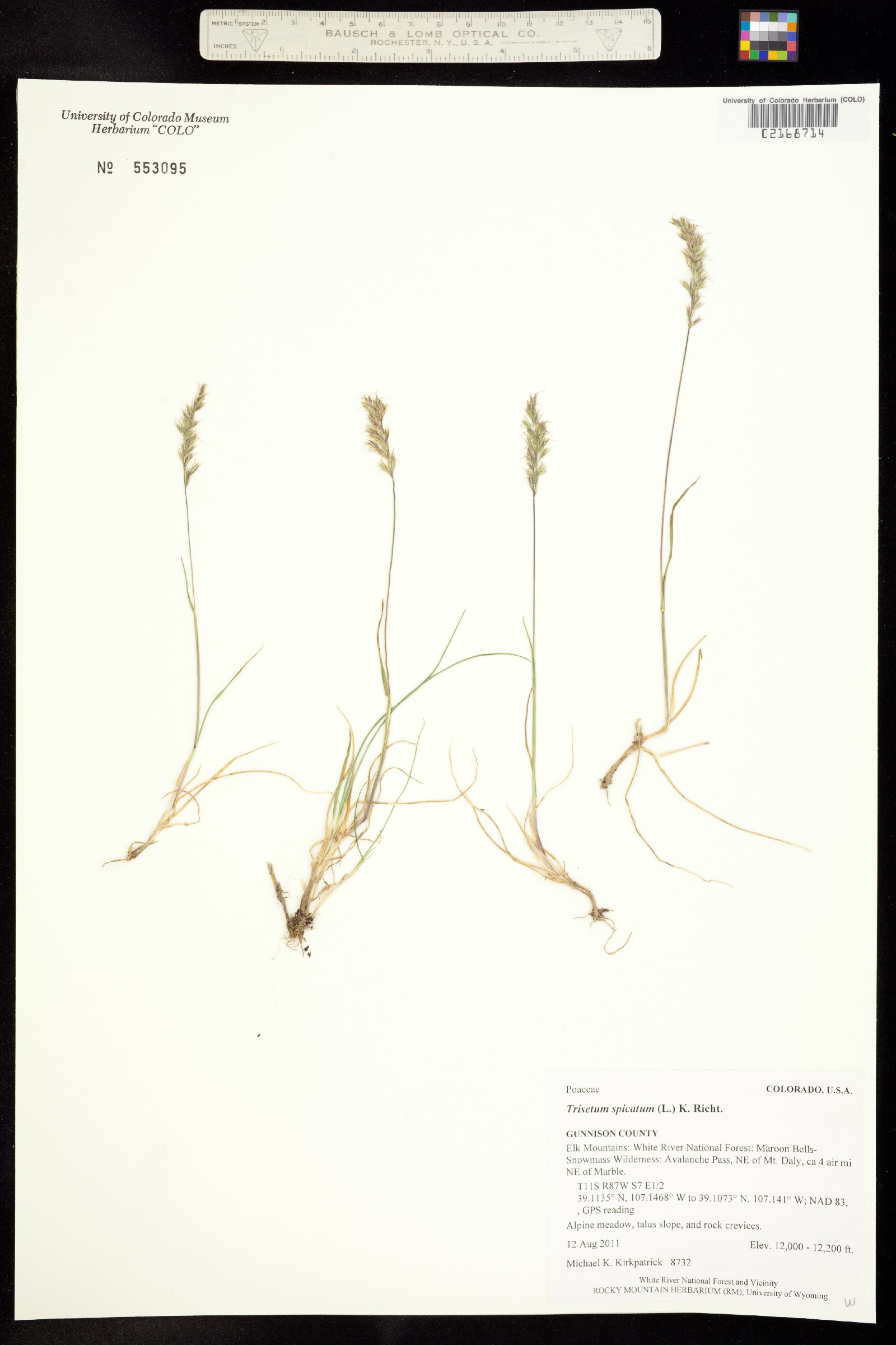 Trisetum spicatum image