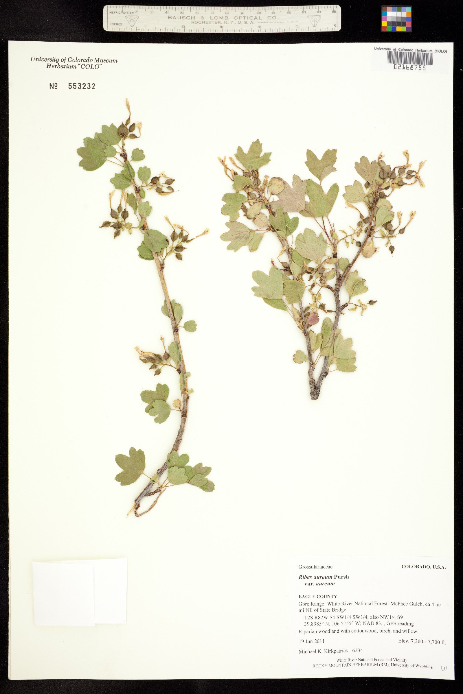 Ribes aureum var. aureum image