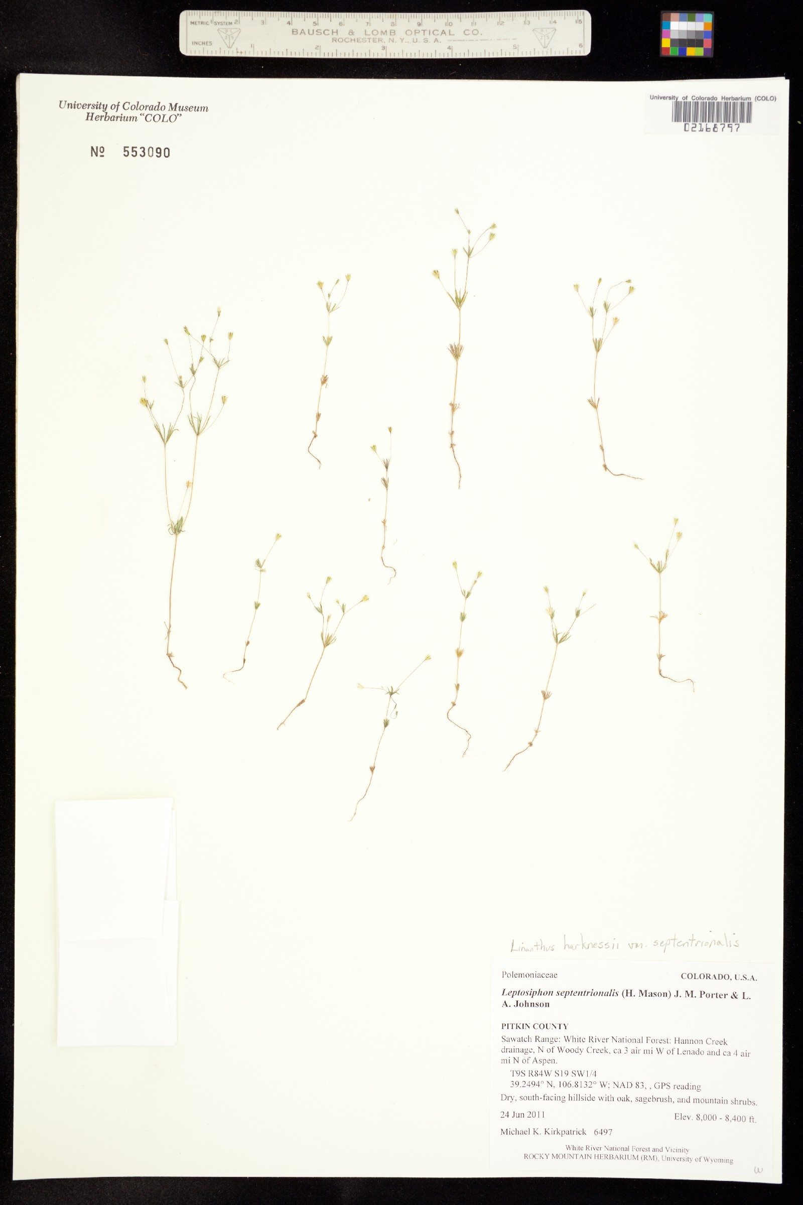 Leptosiphon septentrionalis image