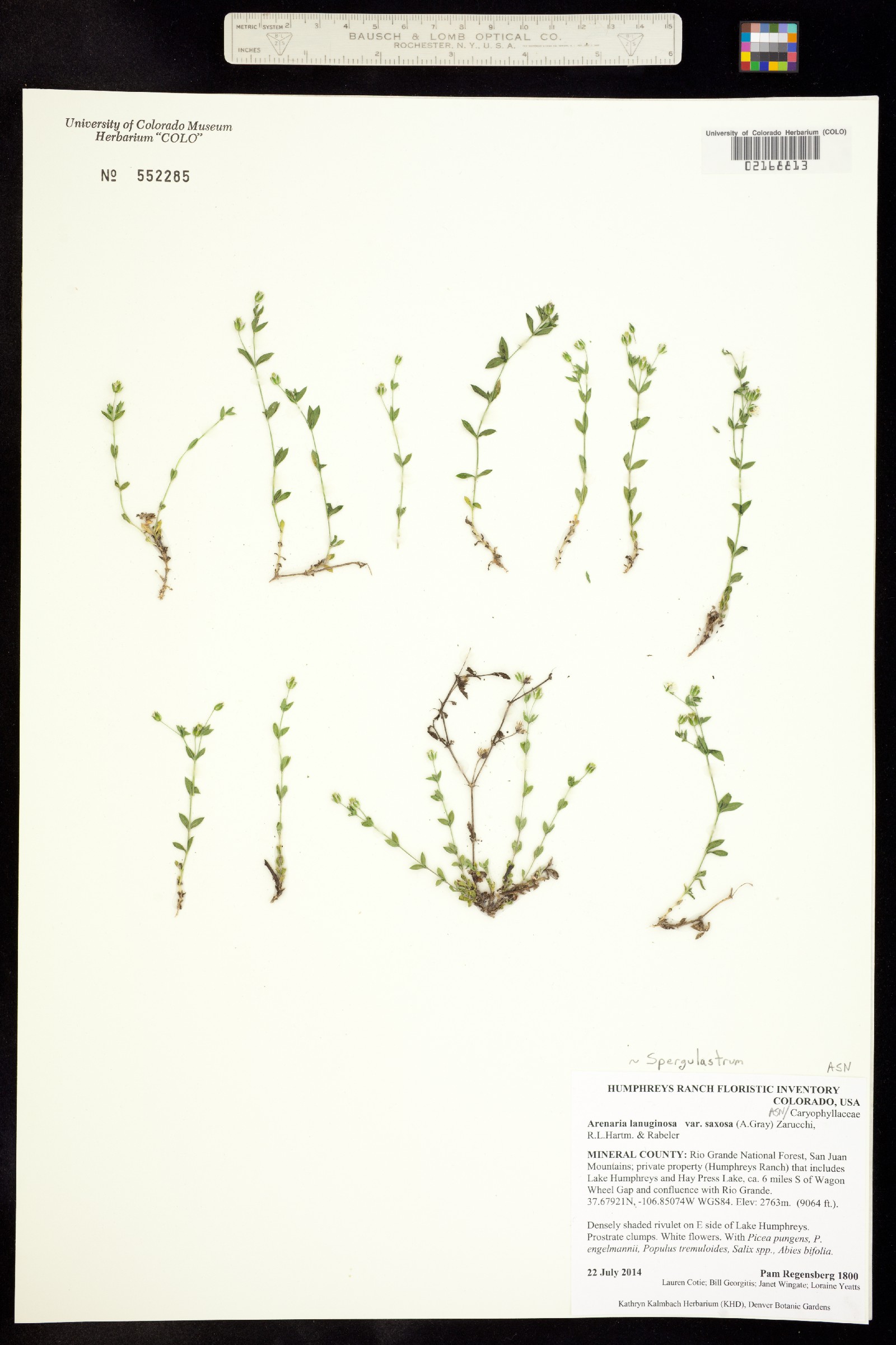 Arenaria lanuginosa var. saxosa image