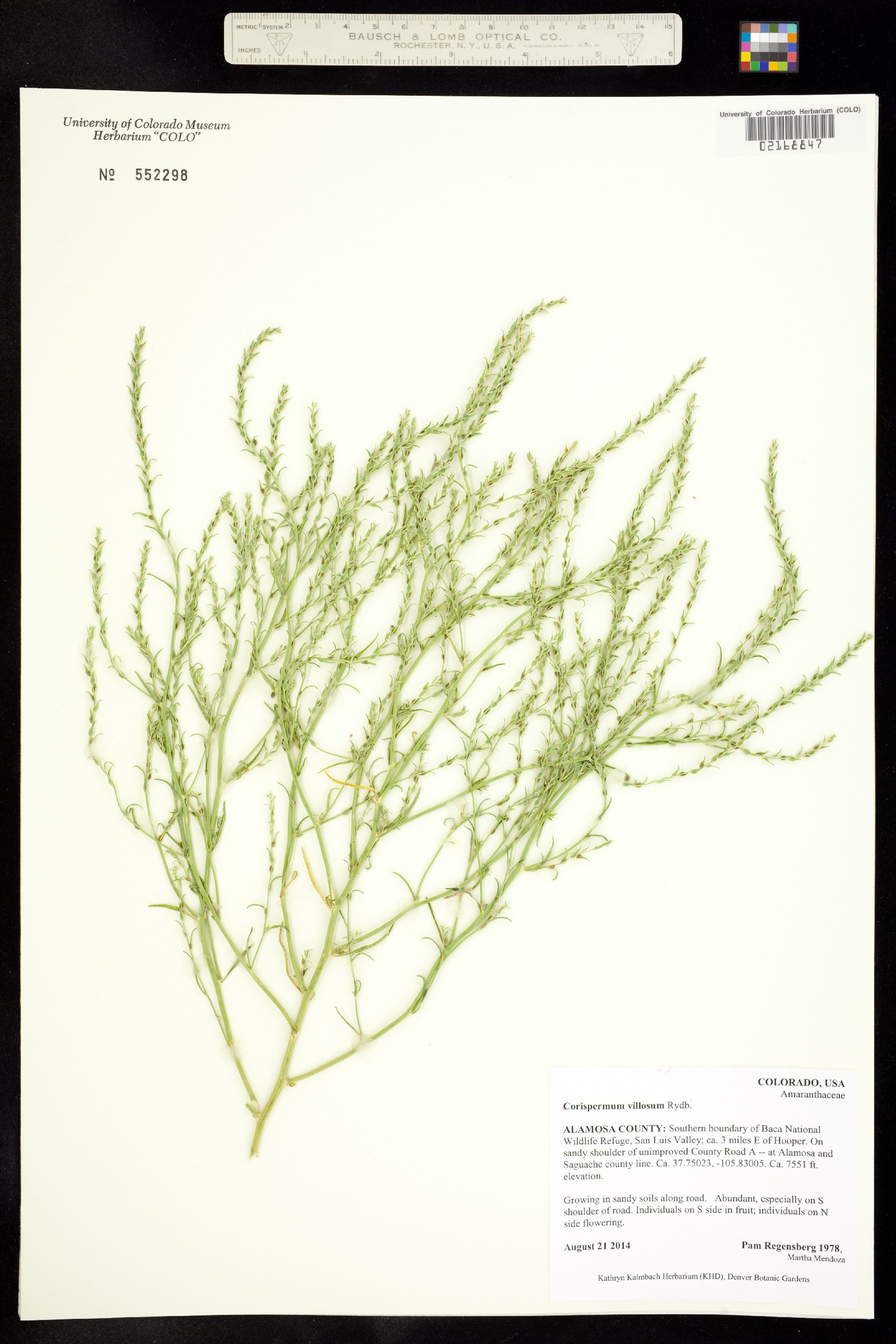 Corispermum villosum image