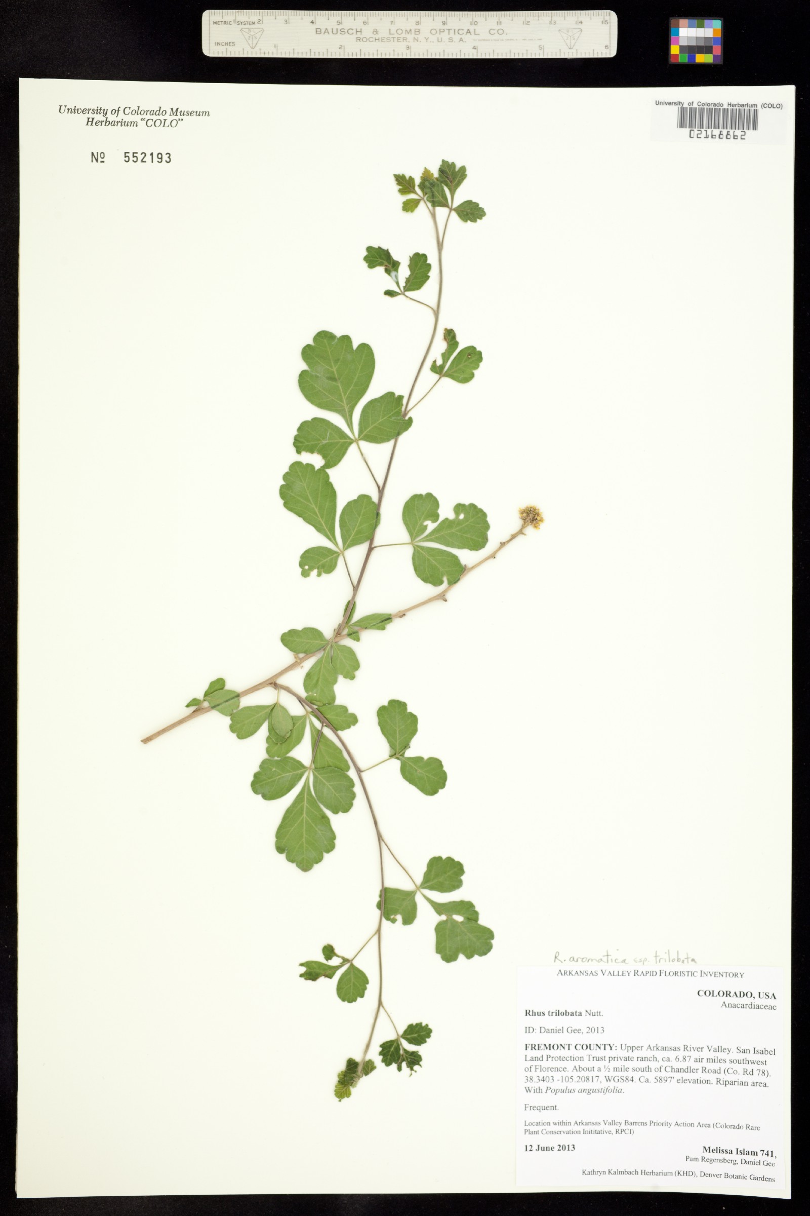 Rhus aromatica var. aromatica image