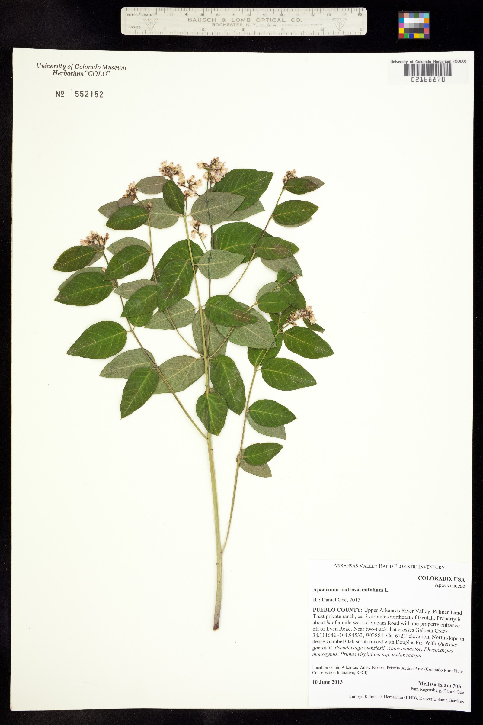 Apocynum androsaemifolium image