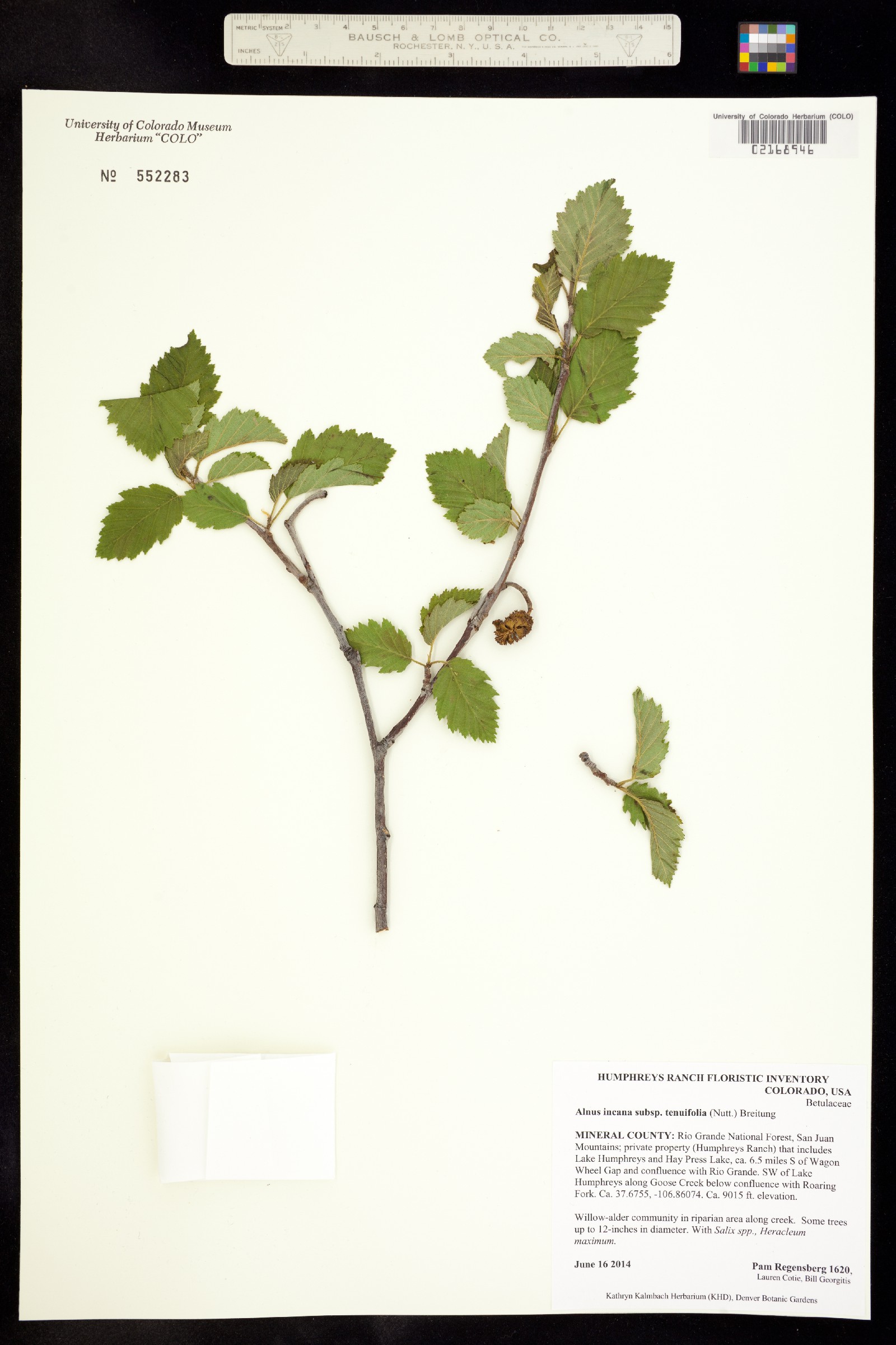 Alnus incana image