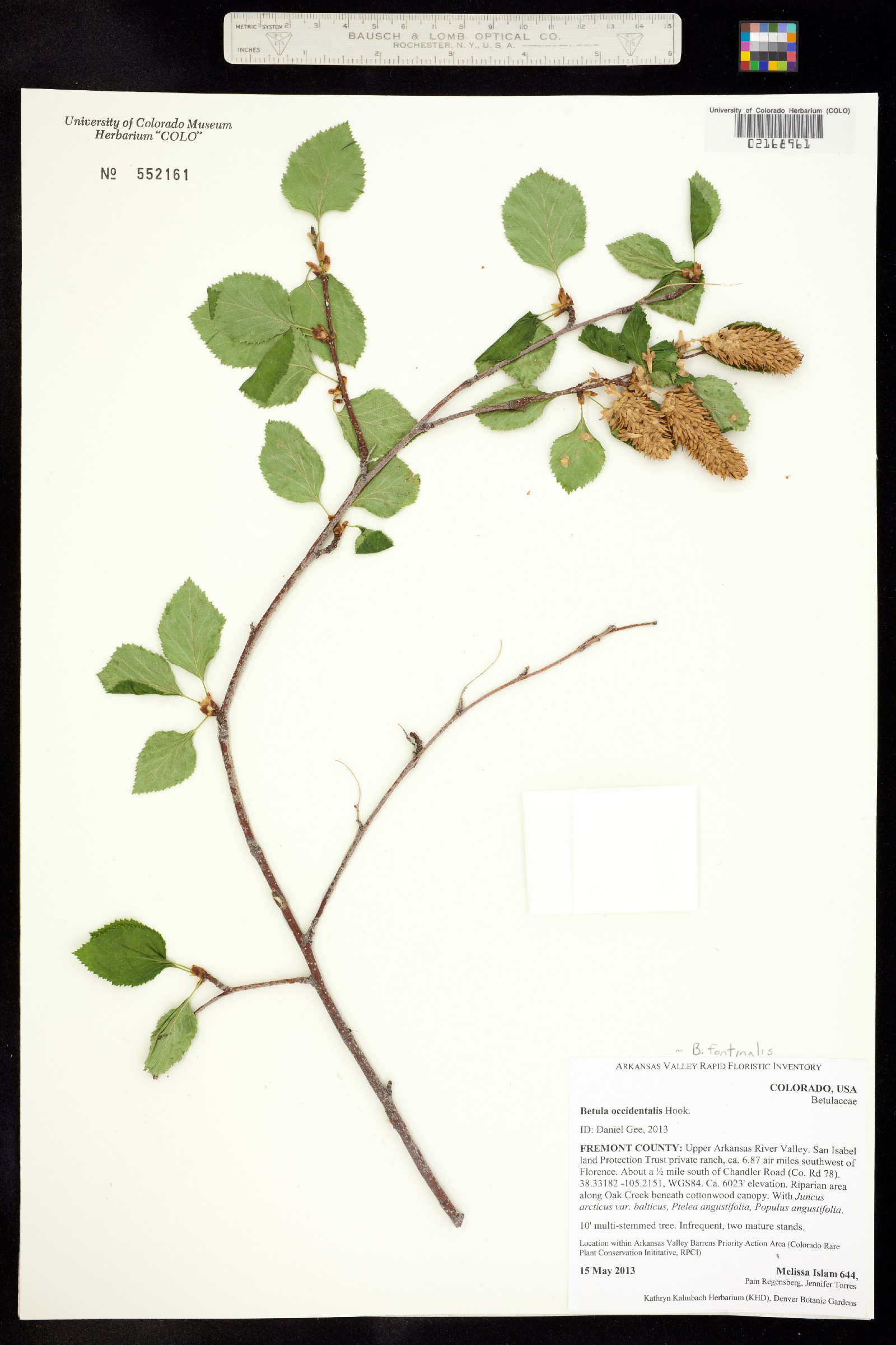 Betula occidentalis image