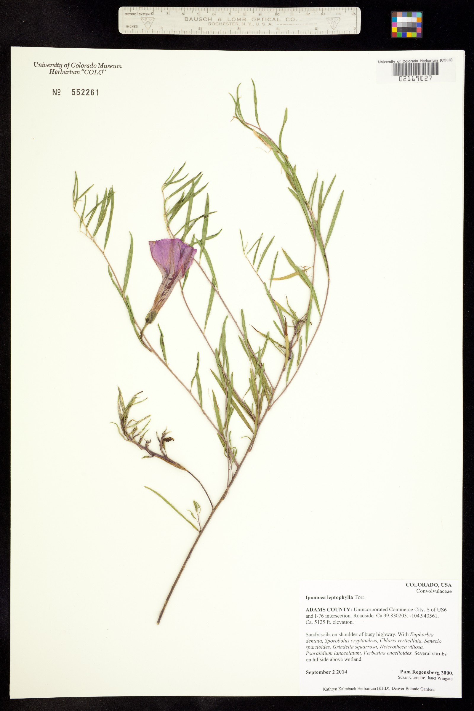Ipomoea leptophylla image