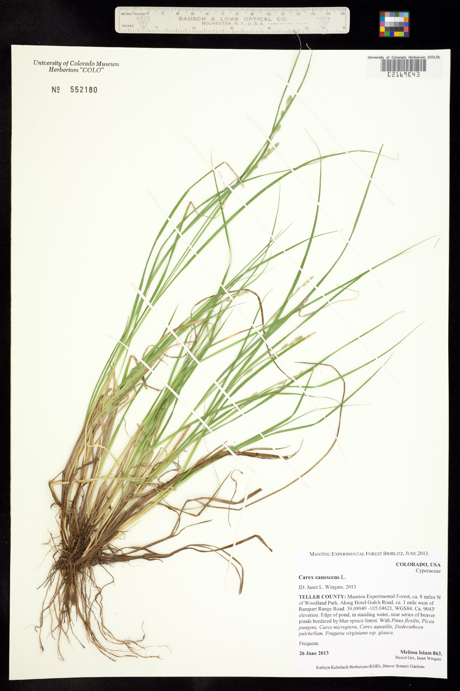 Carex canescens image