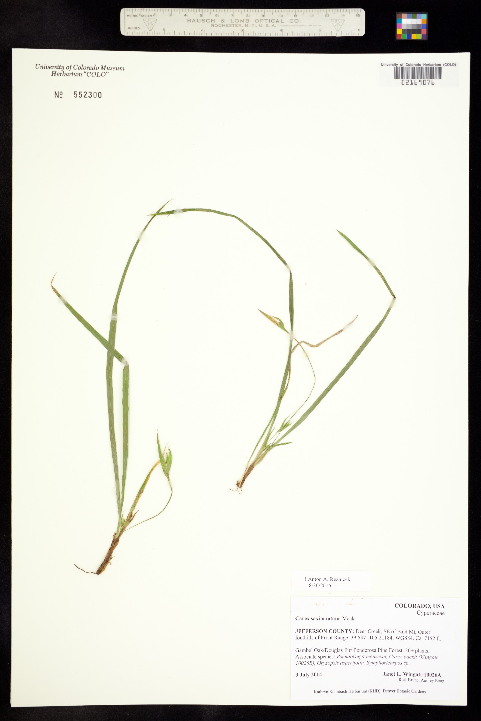 Carex saximontana image