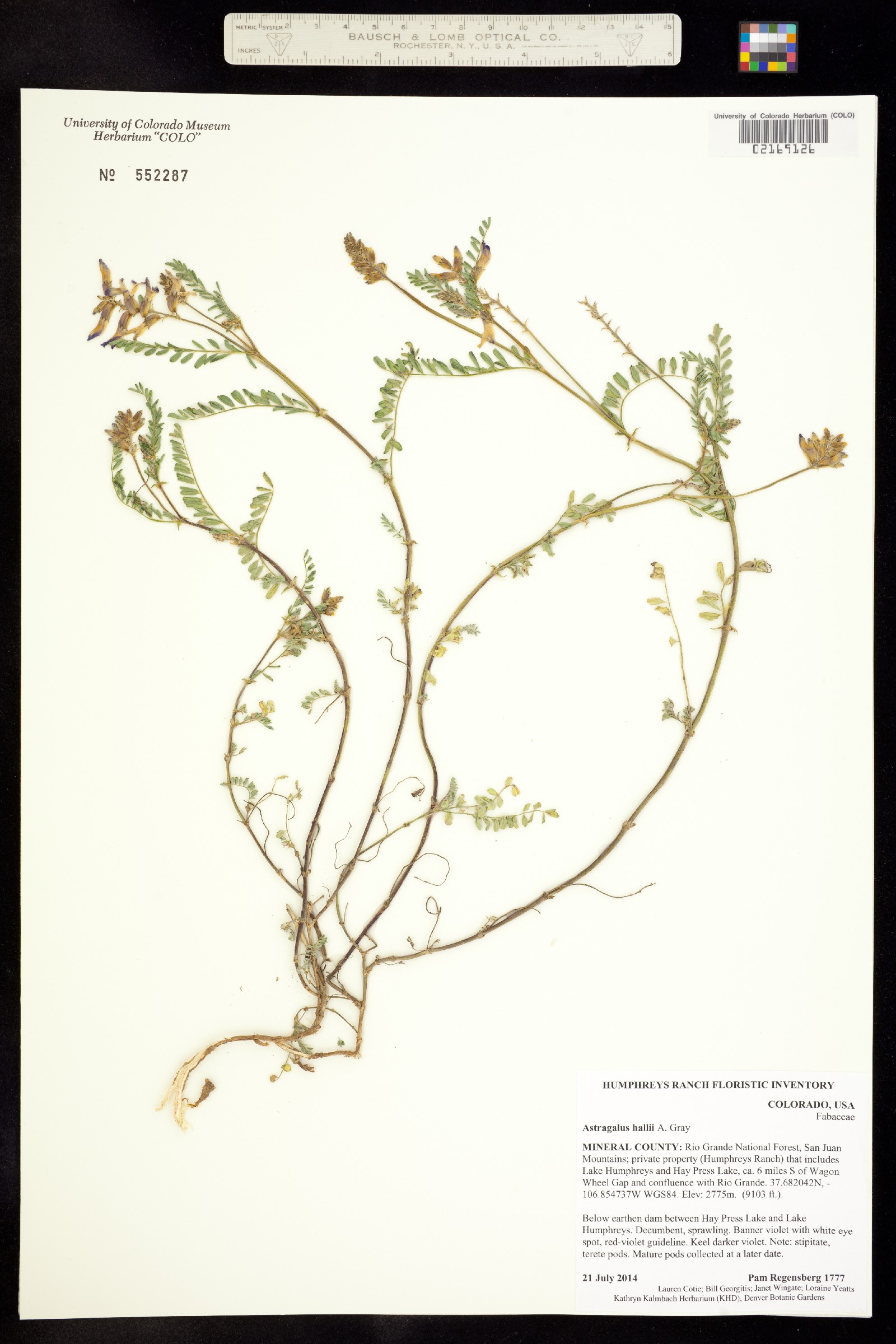 Astragalus hallii image