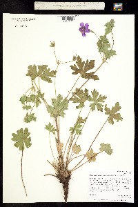 Geranium viscosissimum subsp. nervosum image