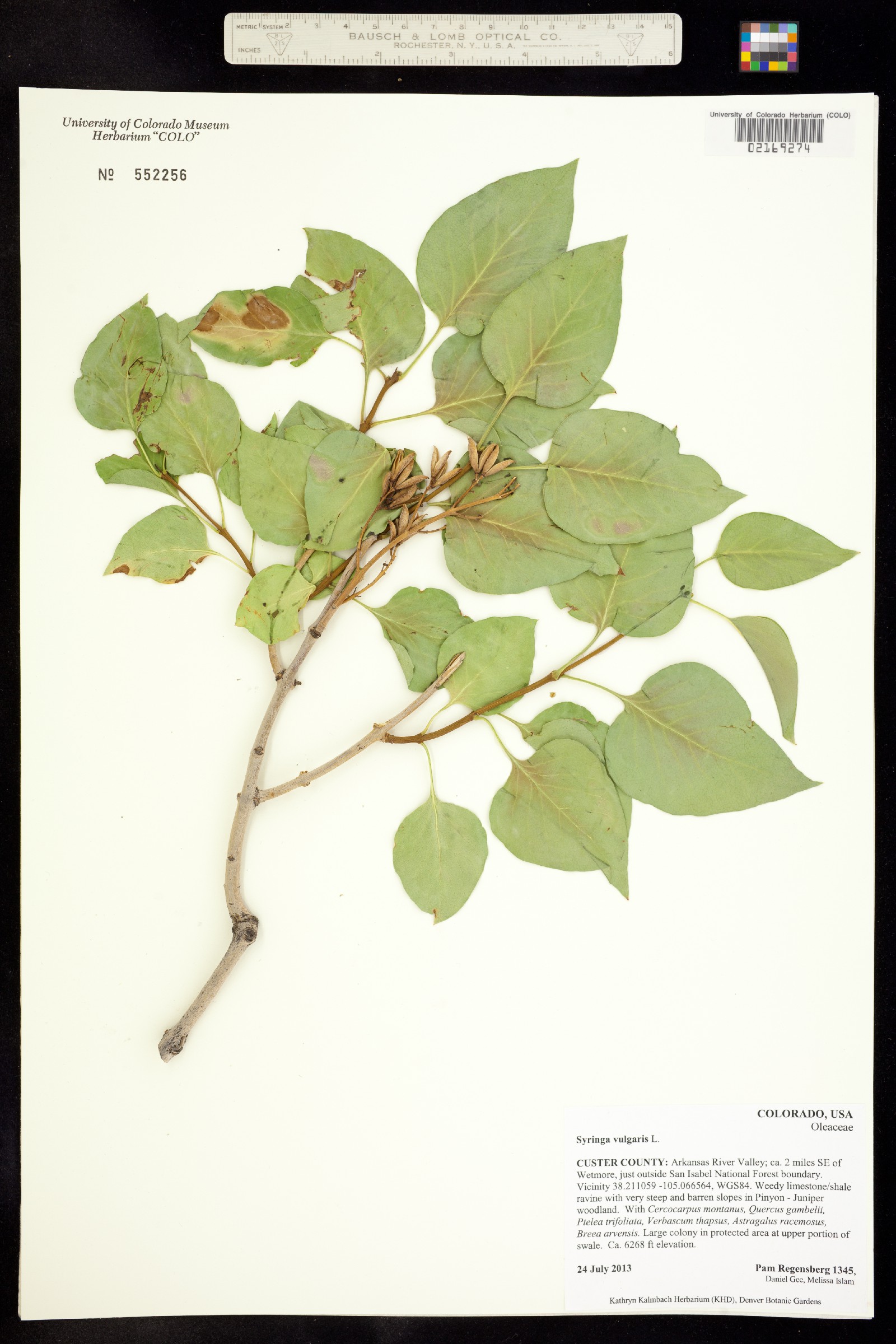 Syringa image