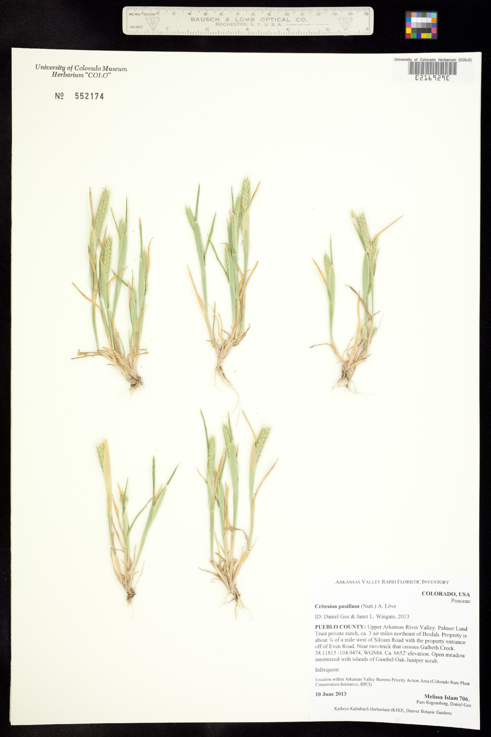 Hordeum pusillum image