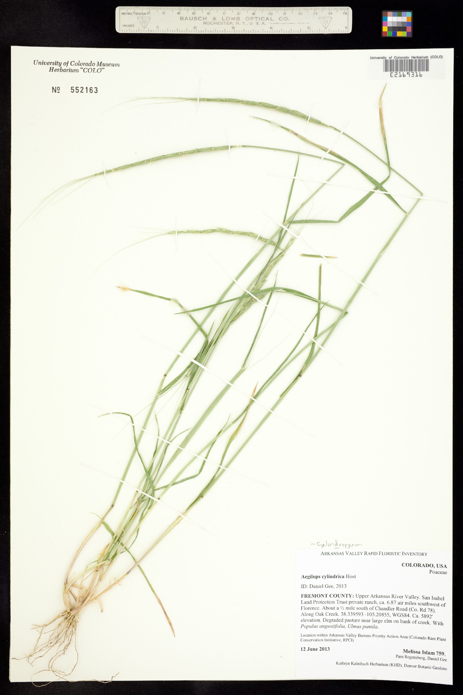 Aegilops cylindrica image