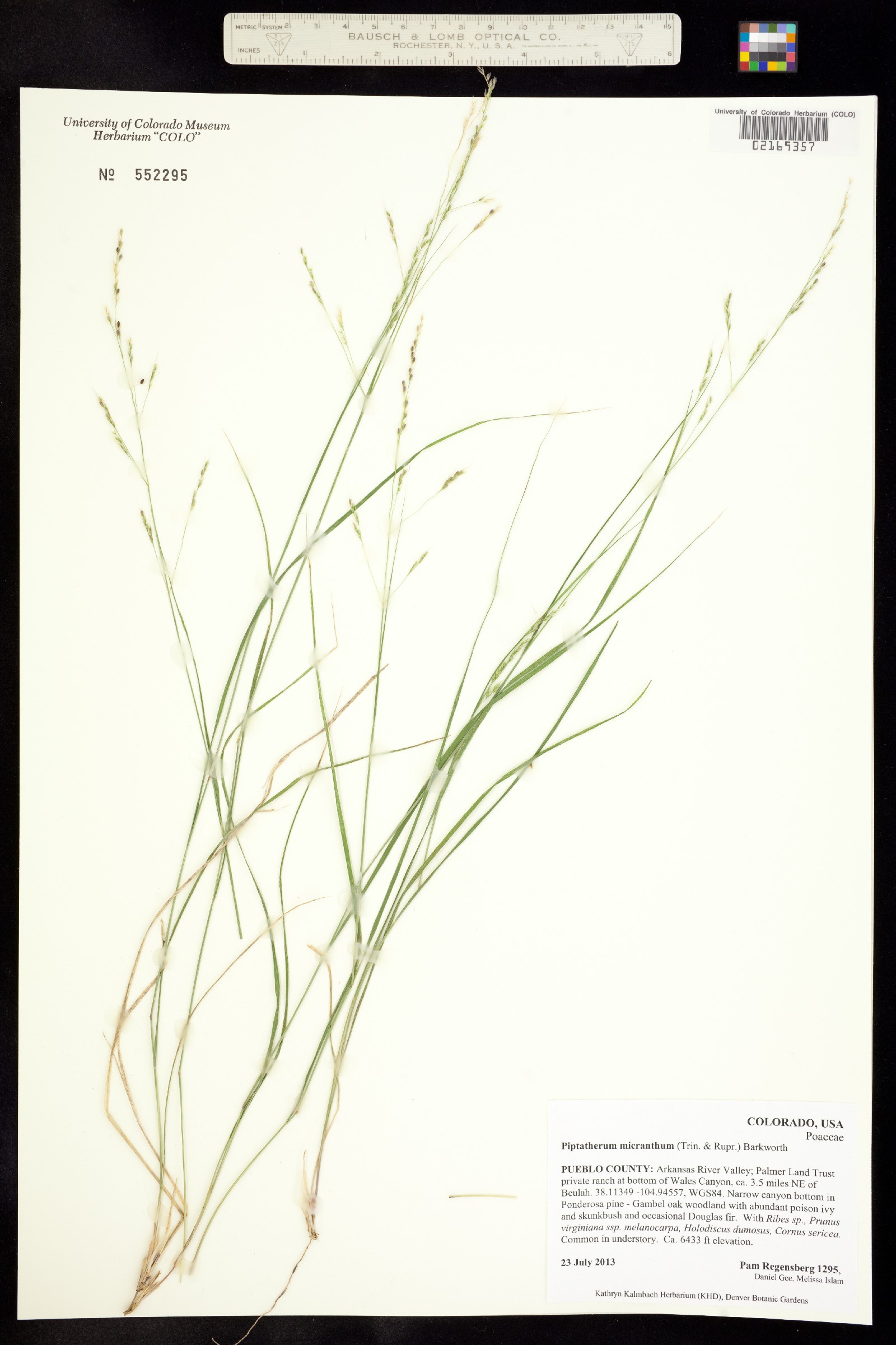 Piptatherum micranthum image