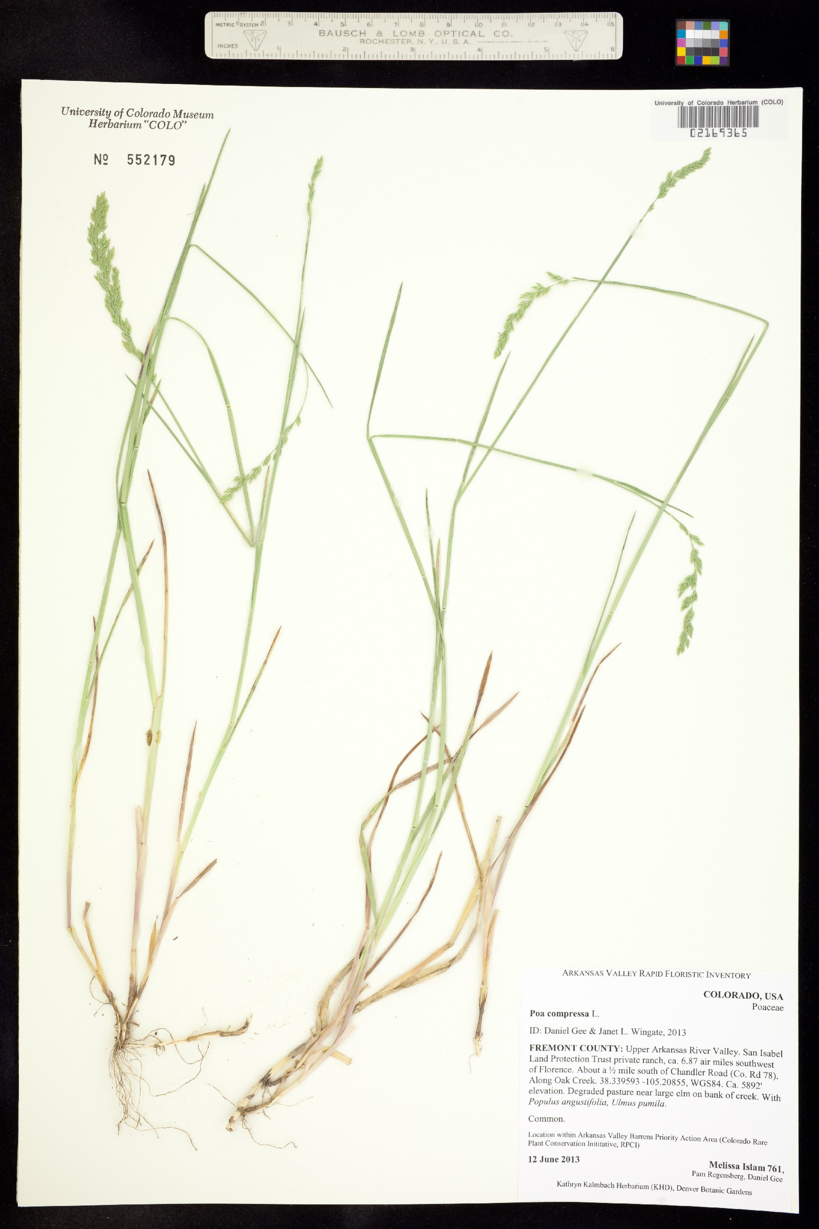 Poa compressa image