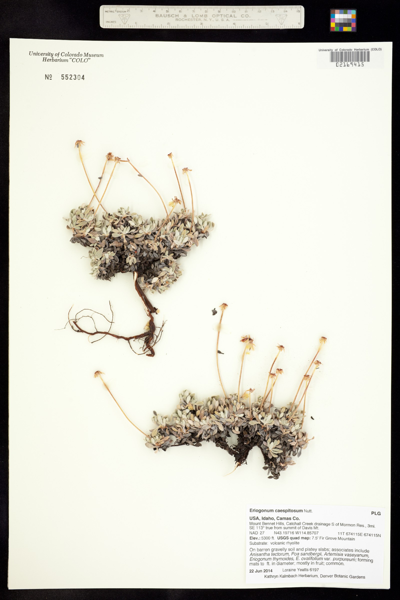 Eriogonum caespitosum image