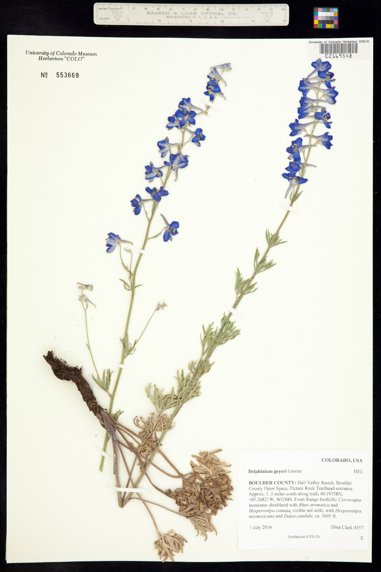 Delphinium geyeri image