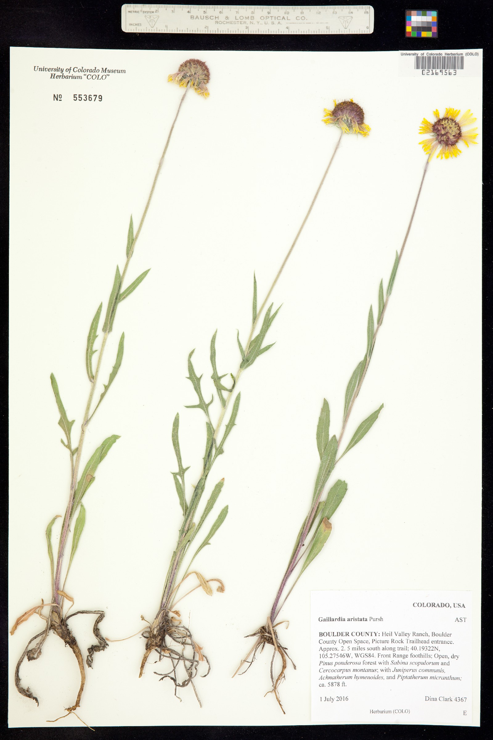 Gaillardia aristata image