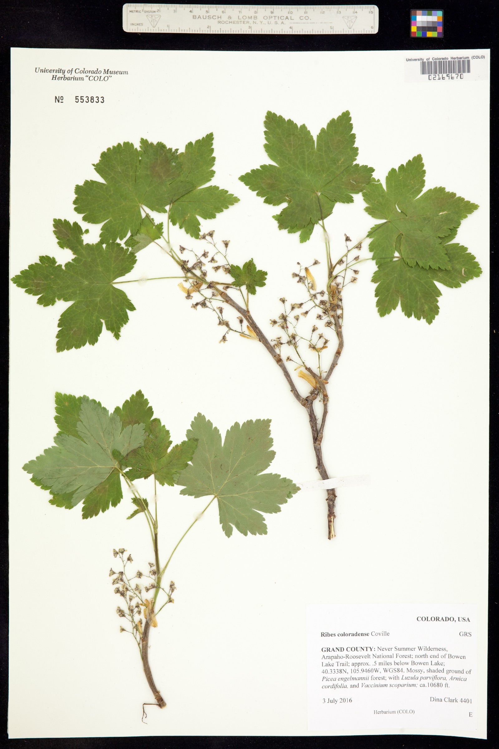 Ribes laxiflorum image