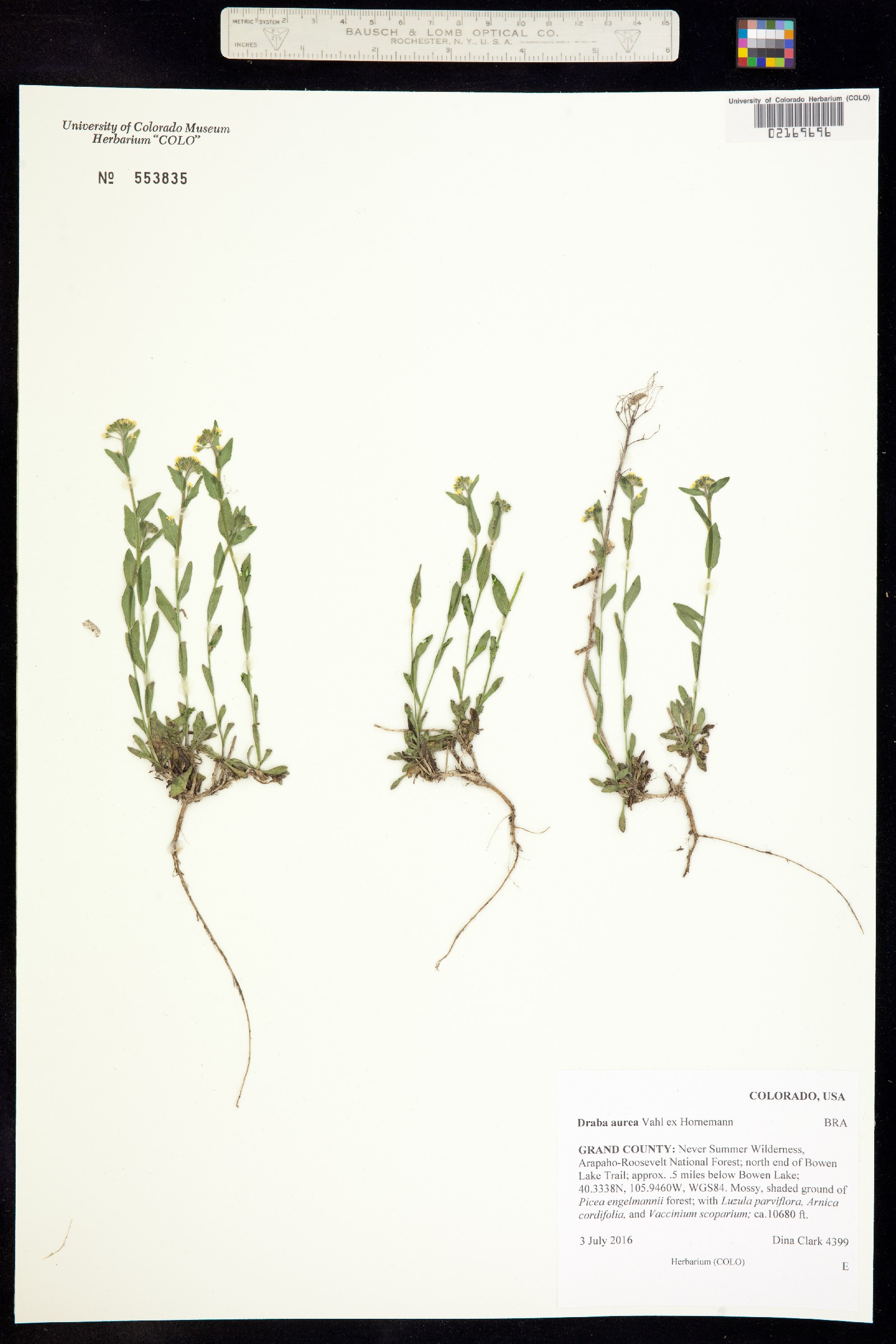 Draba aurea image