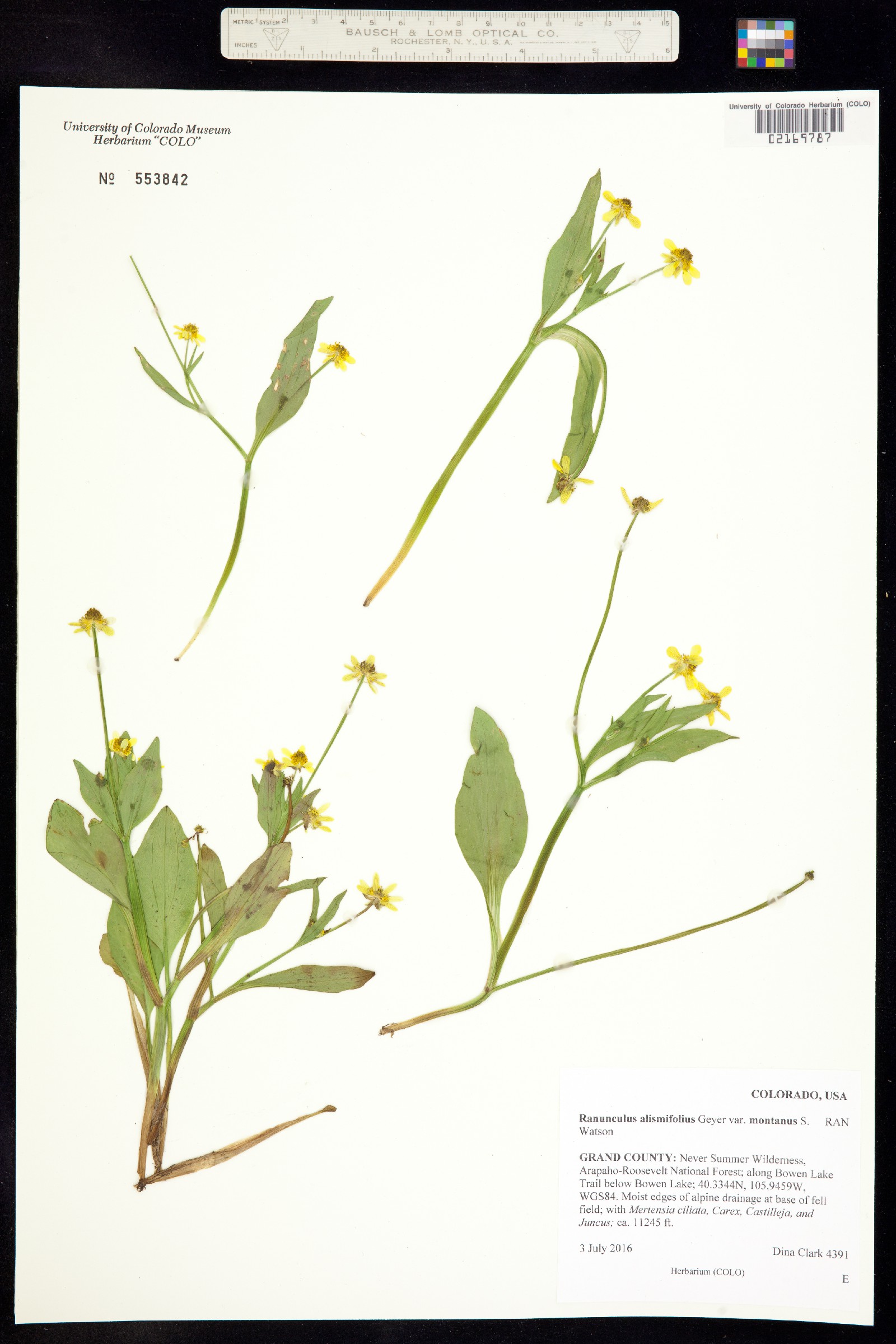 Ranunculus alismifolius image
