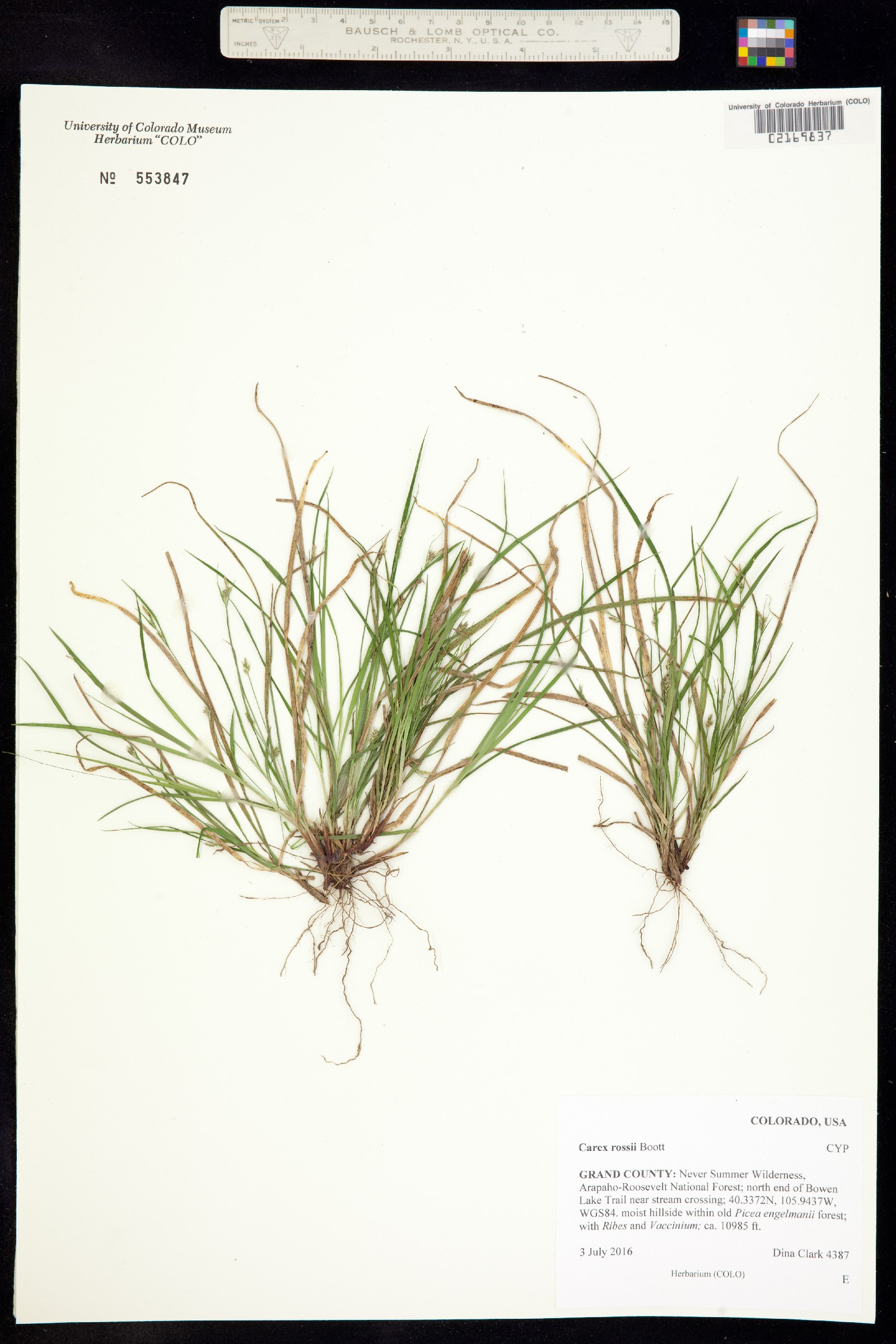 Carex rossii image