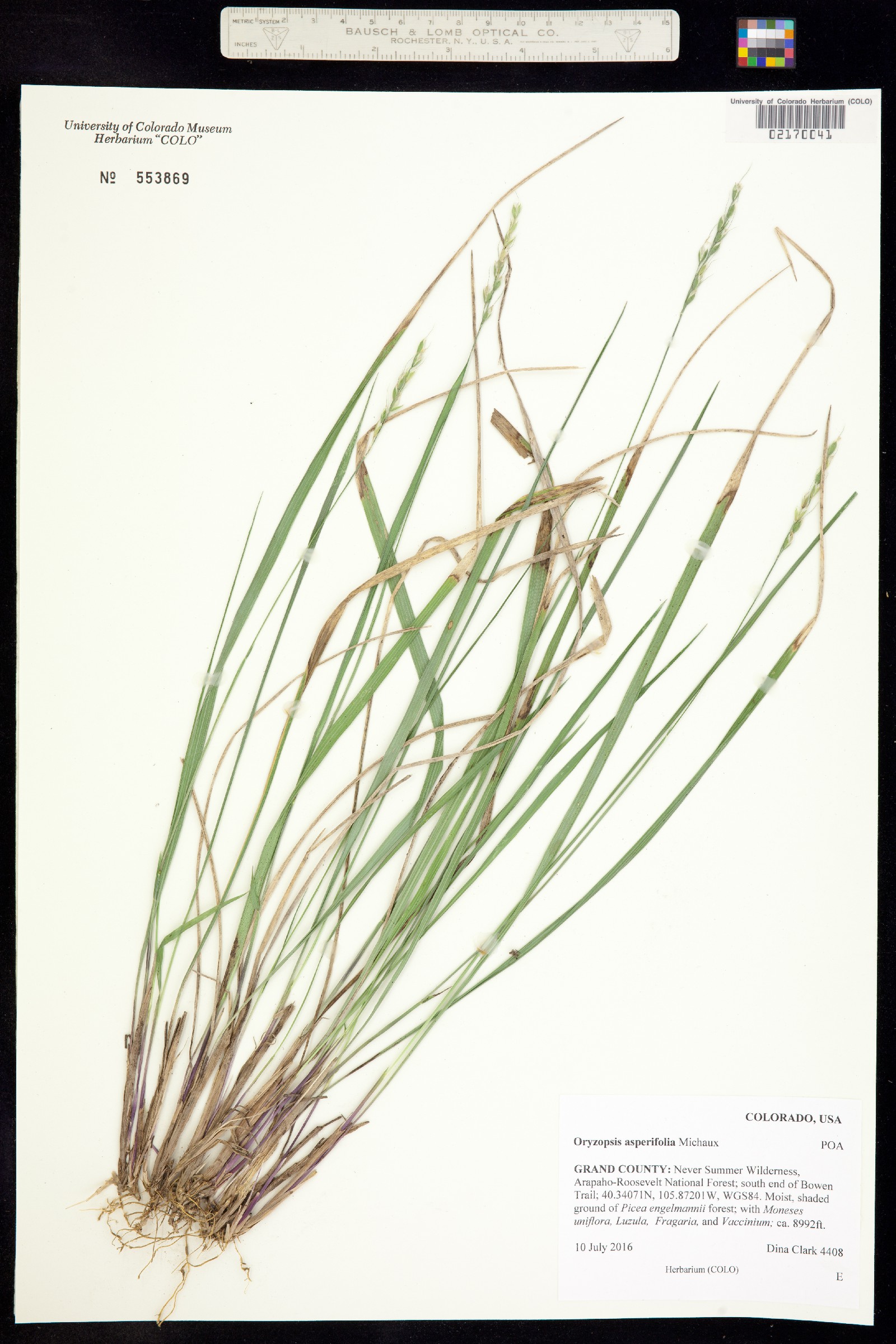 Oryzopsis asperifolia image